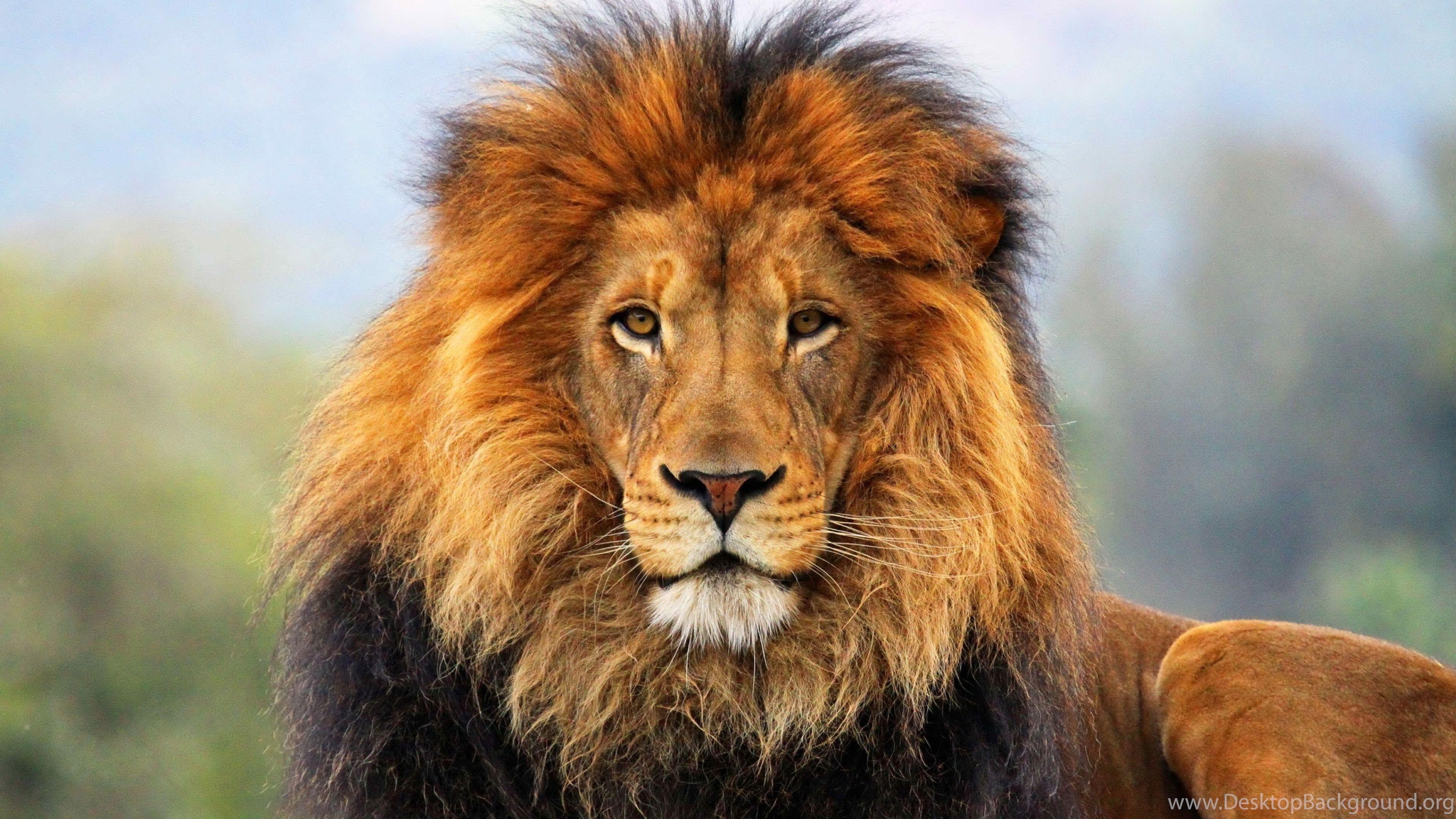 3840x2160 4K Ultra HD Lion Hình nền HD, Hình nền máy tính để bàn 3840x2160 Nền máy tính