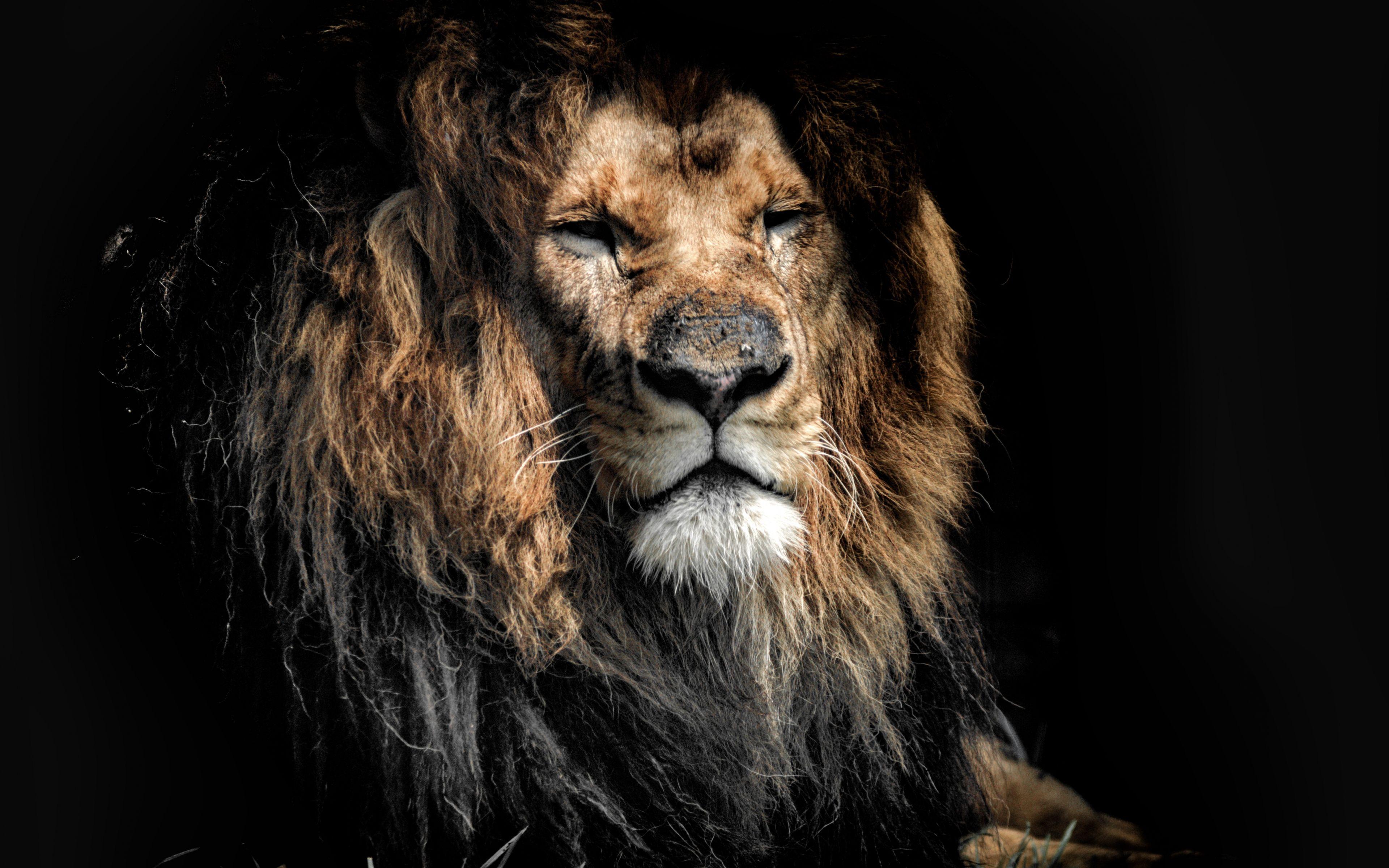 3840x2400 Desktop Wallpaper Aged Lion, Beast, Predator, Muzzle, 4k, HD Image, Picture, Background, 212804