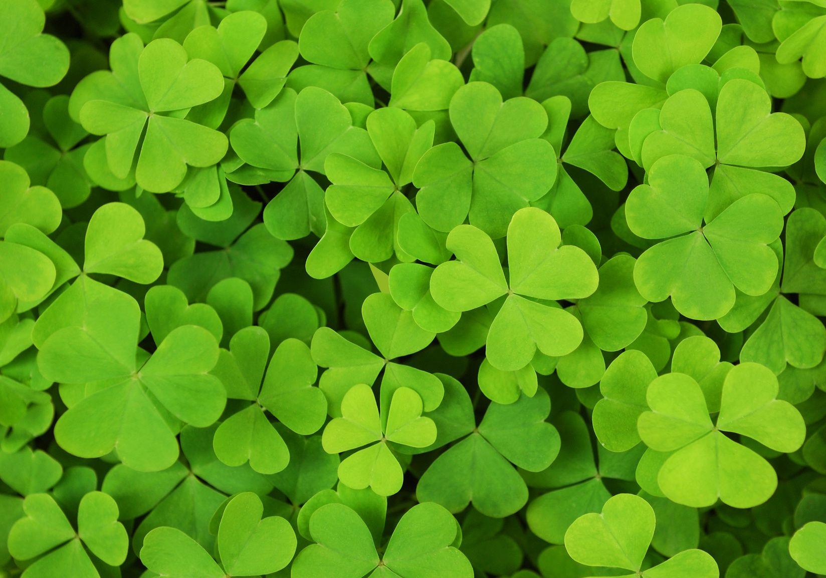 1648x1153 beautiful shamrock HD wallpaper