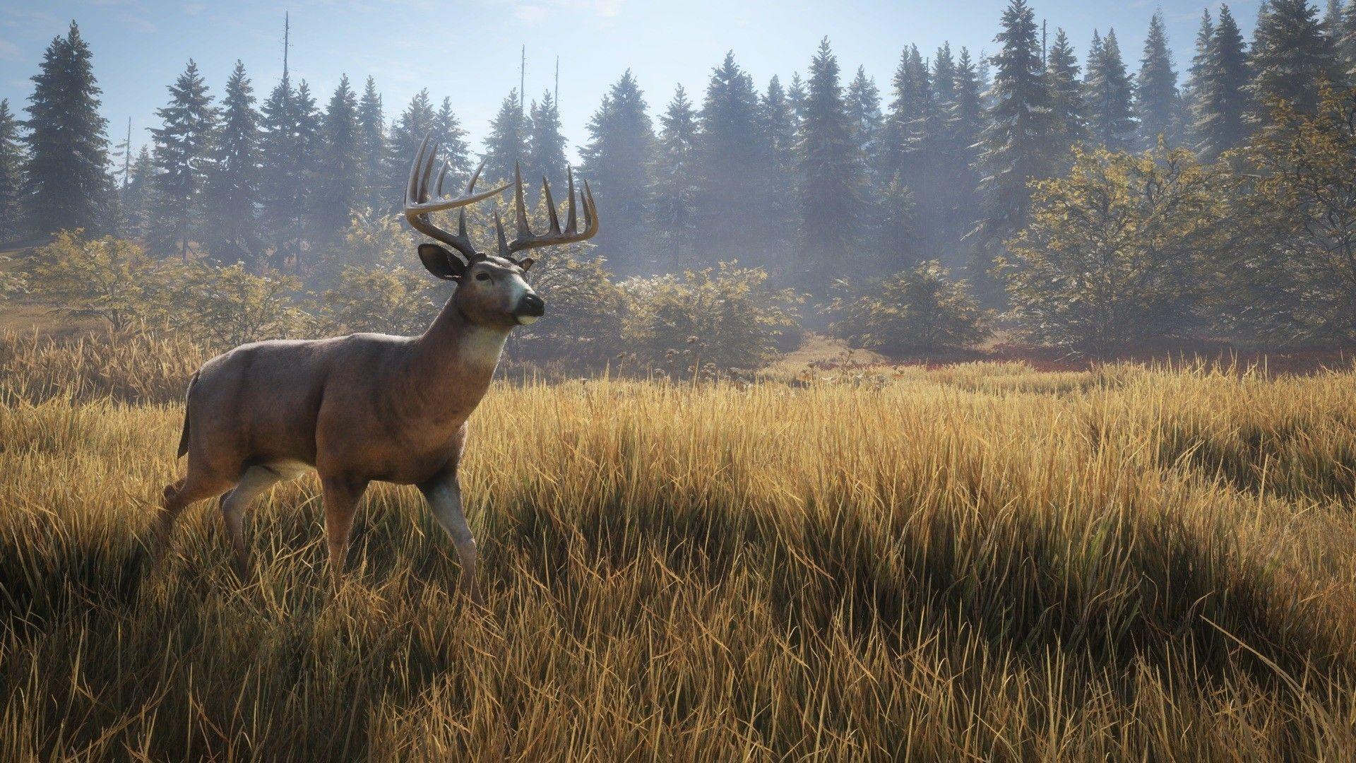 1920x1080 Whitetail Deer Wallpaper