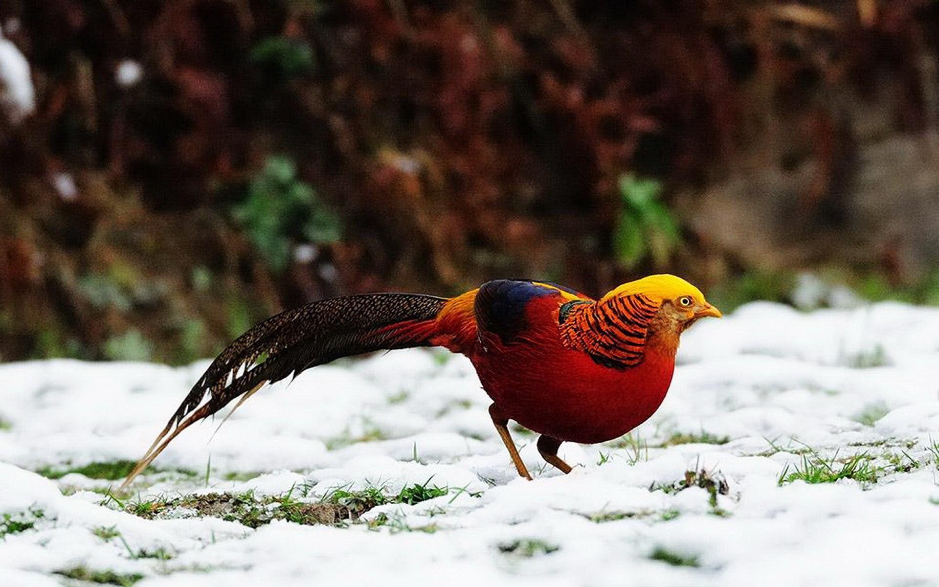 1920x1200 golden, Pheasant, Bird, Colorful, Gold, 12 Wallpaper HD / Desktop and Mobile Background