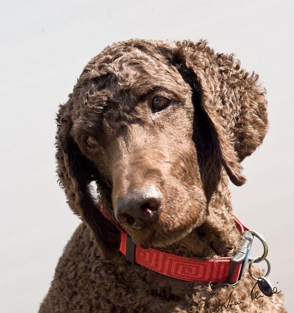963x1024 Irish Water Spaniel dog face photo and wallpaper. Beautiful Irish