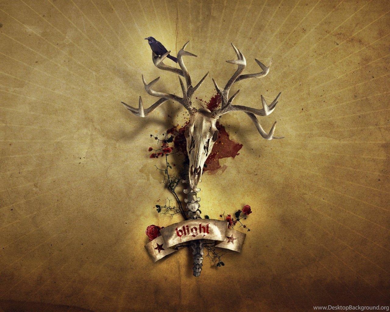 1280x1024 Crow On A Deer Skull Wallpaper 30884 Desktop Background