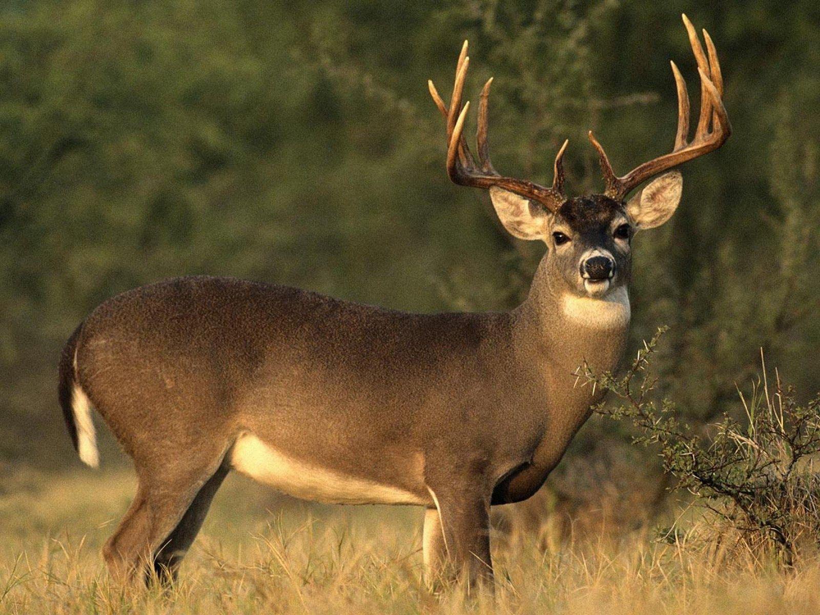 1600x1200 White Tailed Deer Wallpaper On .