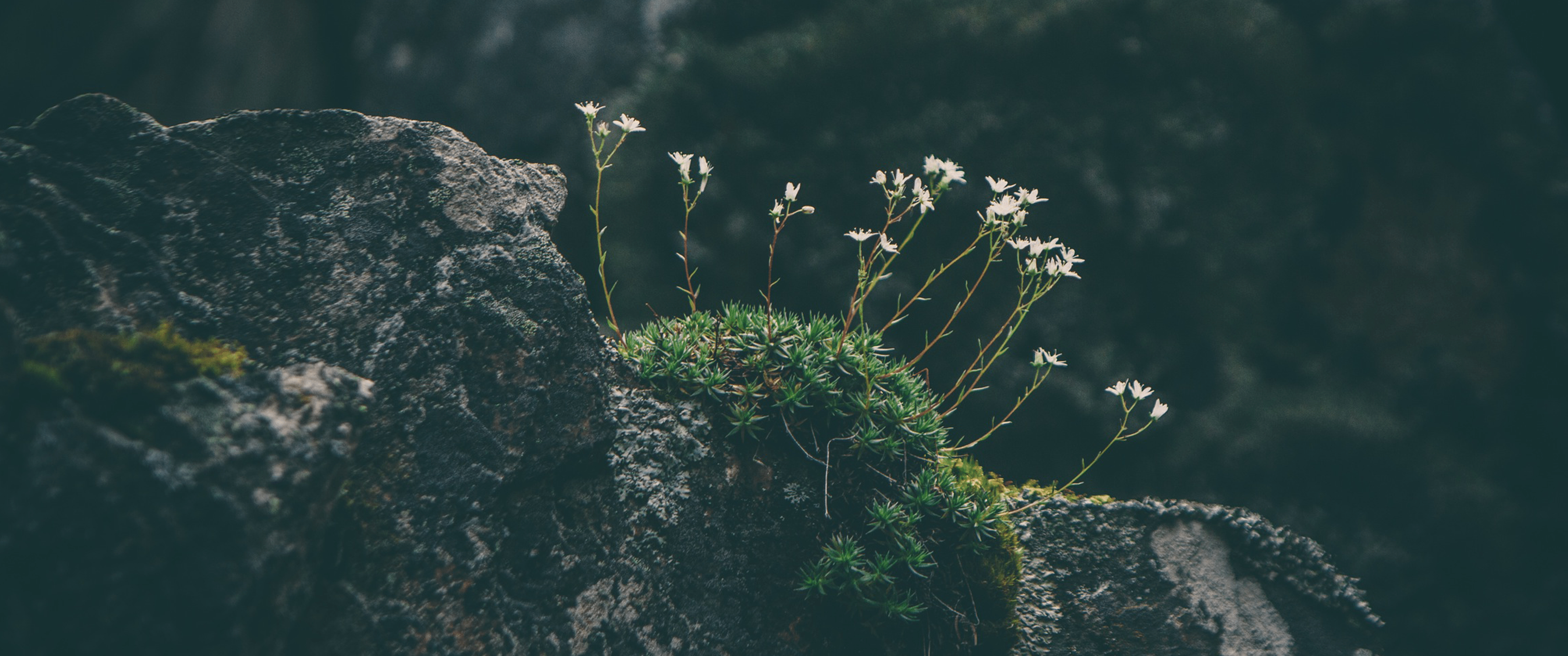 3440x1440 #ultrawide, #moss, #wide angle, #rock, #white flowers wallpaper. Mocah.org HD Wallpaper