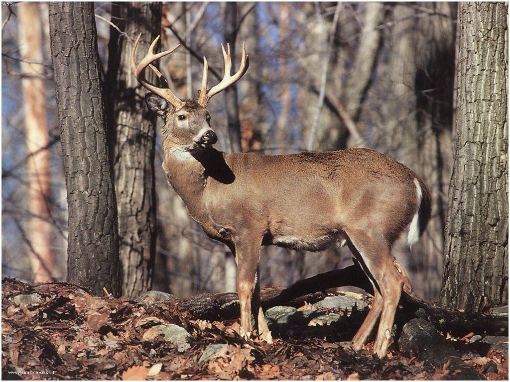 1024x768 Free Whitetail Deer Wallpaper