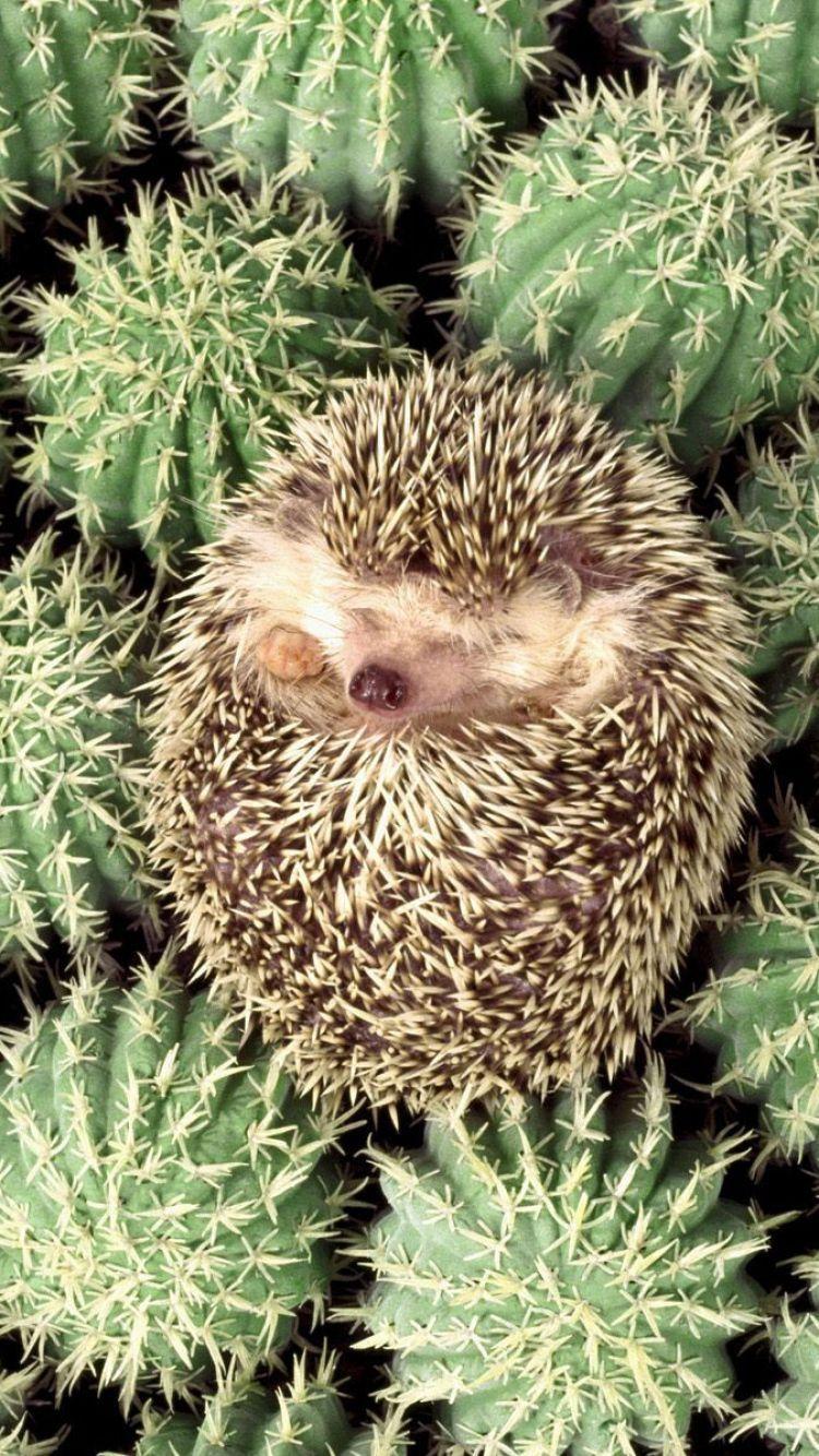 Animal Hedgehog HD Wallpaper