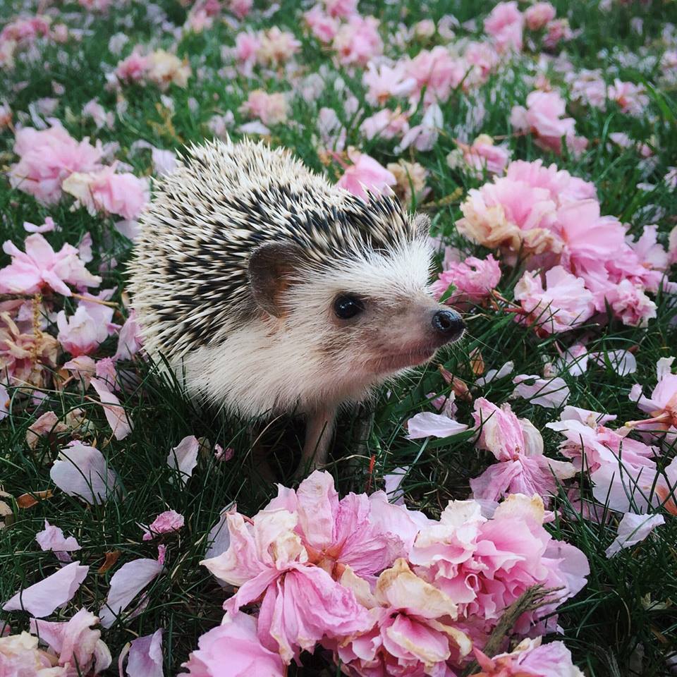 Download A cute hedgehog having a snack against a backdrop of wildflowers  Wallpaper  Wallpaperscom
