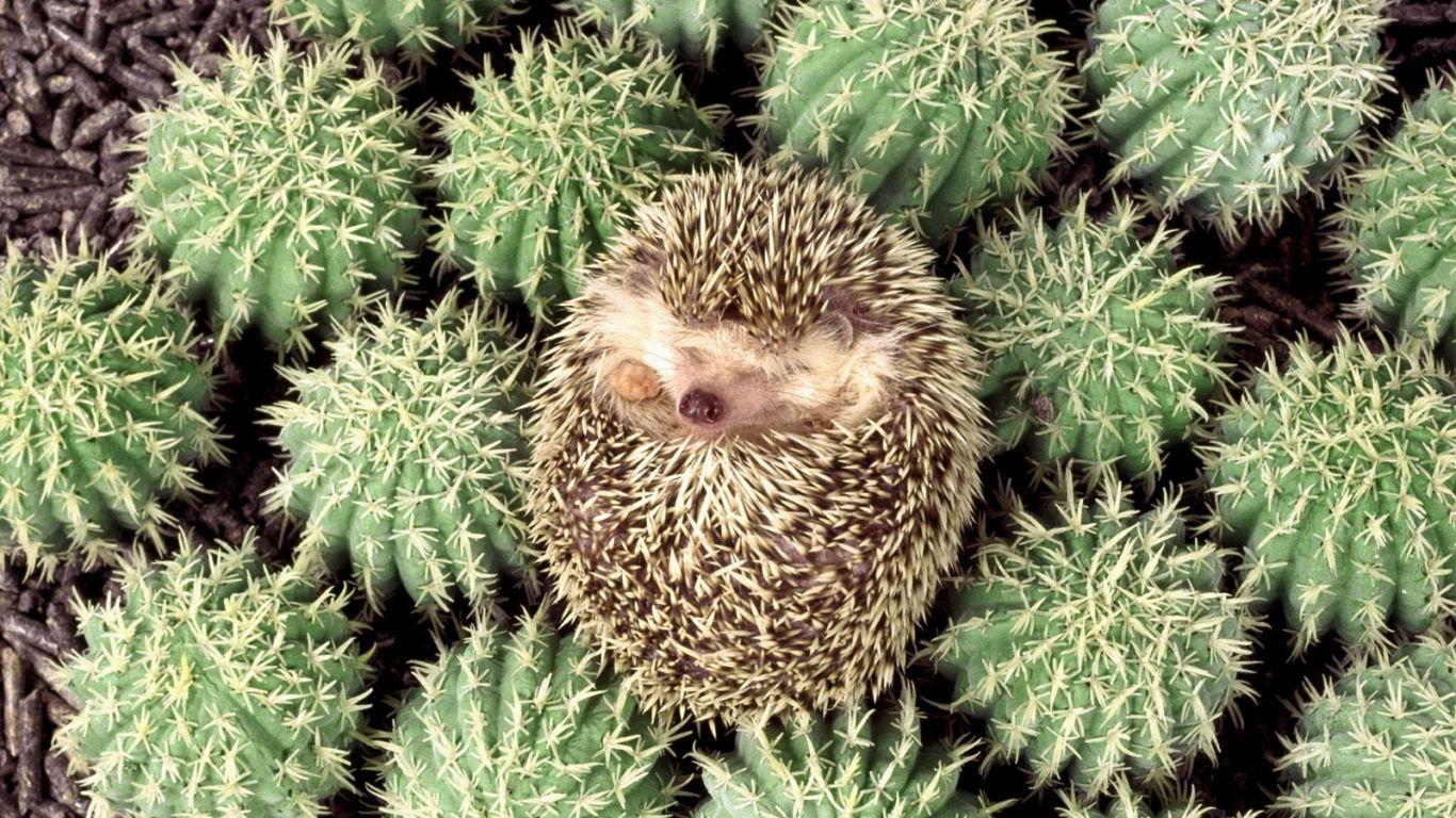 1366x768 Nice HD Wallpaper's Collection (47) of Hedgehog