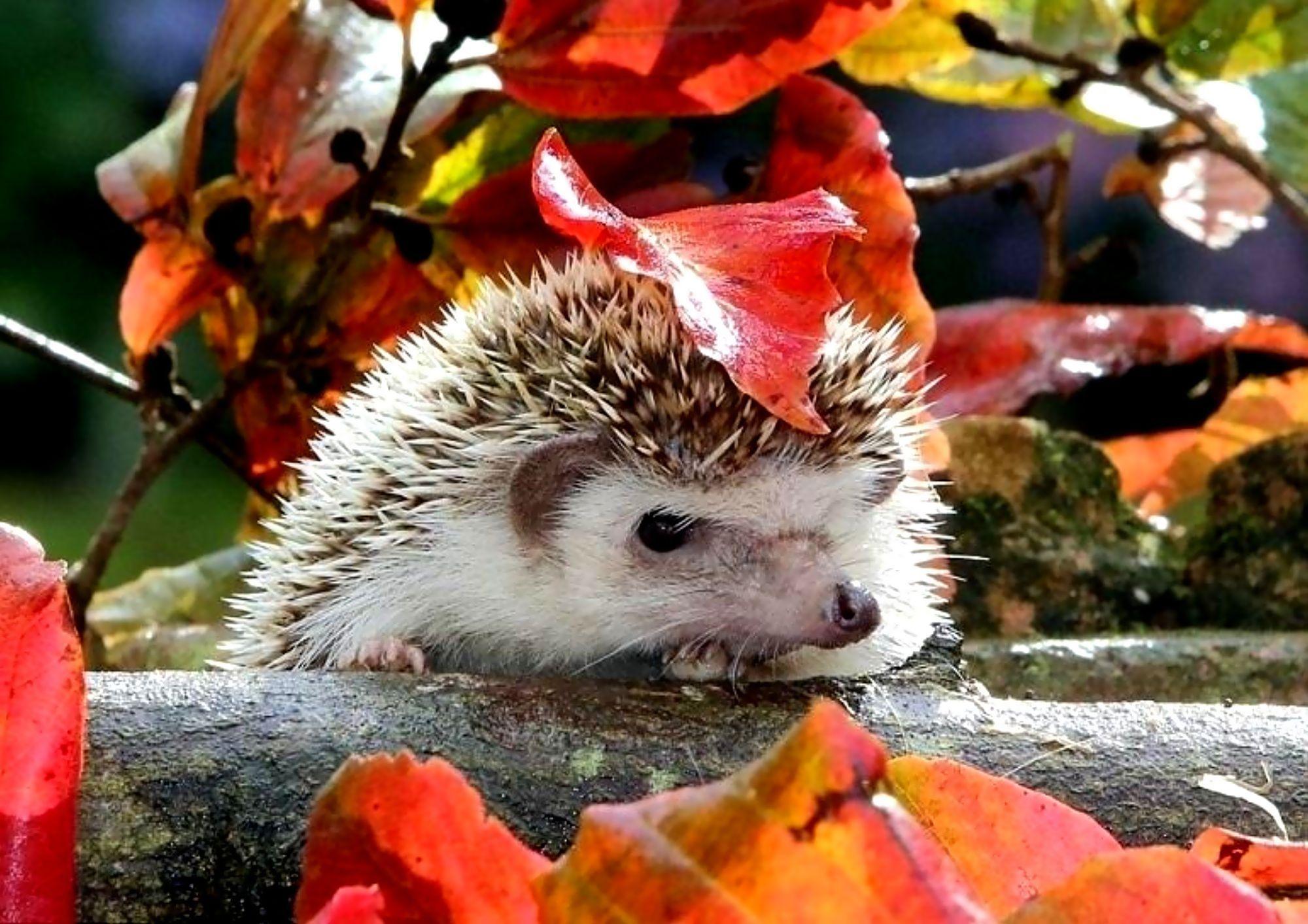2000x1414 Hedgehog Wallpaper Wallpaper Inn. Cute animals, Cute animal picture, Animals beautiful