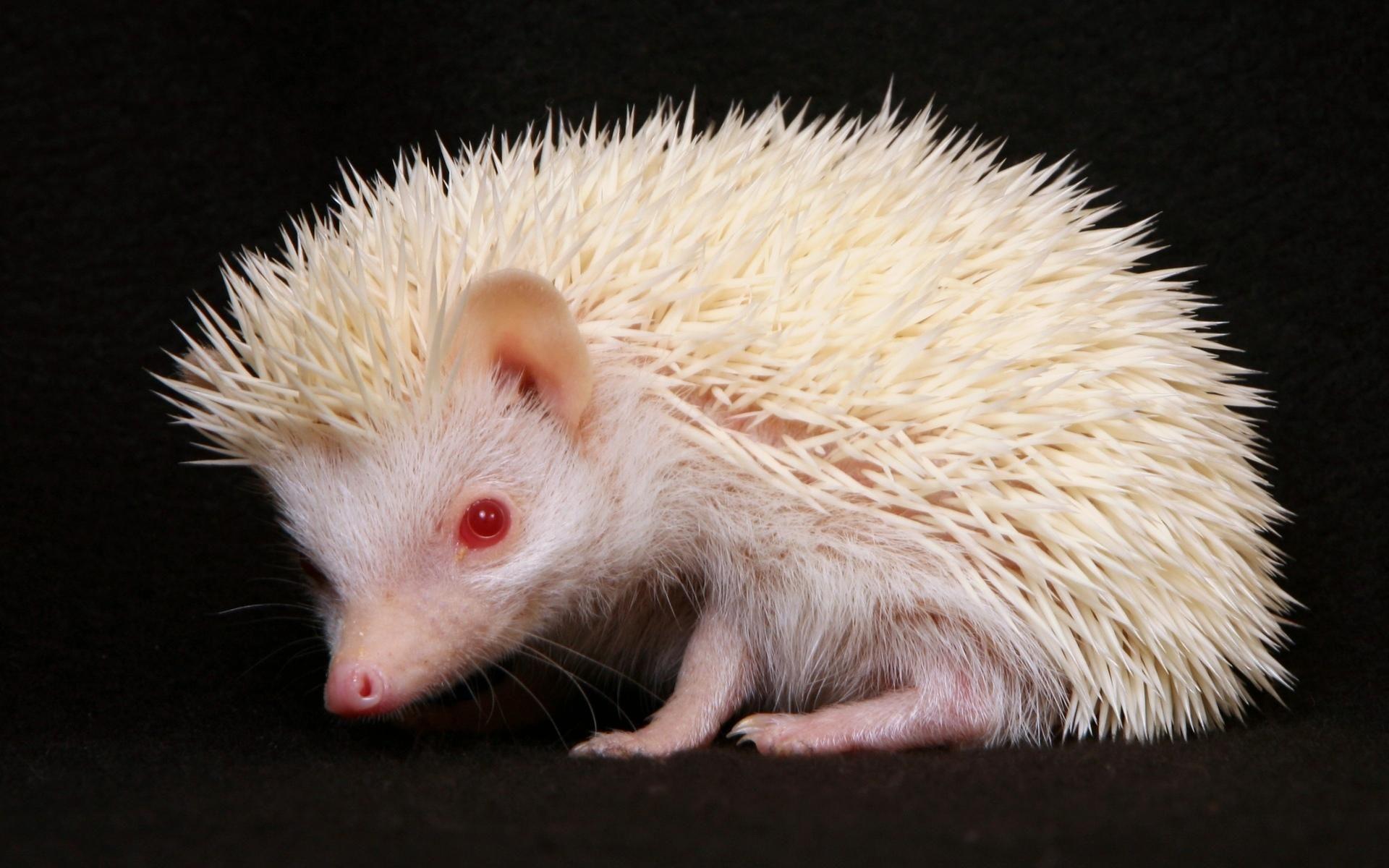 1920x1200 Little Hedgehog wallpaper. Little Hedgehog