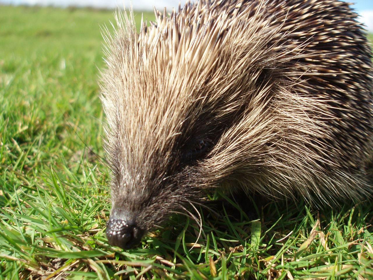 Cute Hedgehog Wallpapers - Top Free Cute Hedgehog Backgrounds