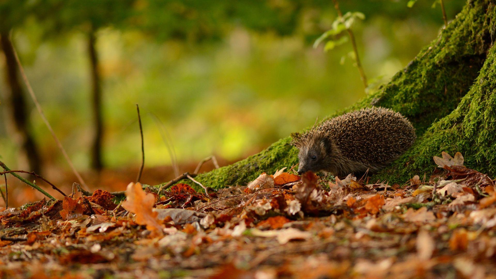 1920x1080 Hedgehog Autumn HD Wallpaper