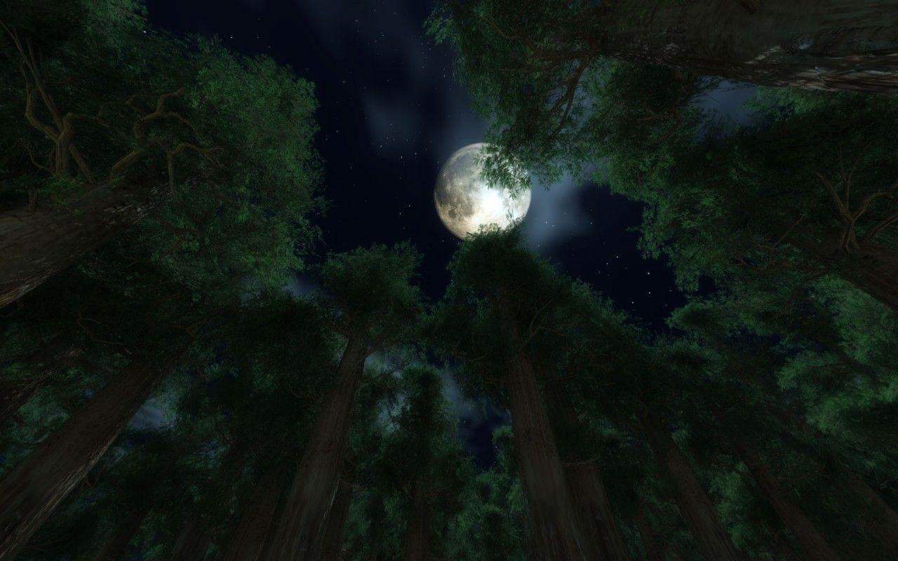 1280x800 Sky Forest Night Moon Trees Dream Stars Hình nền iPhone 6 Sky HD