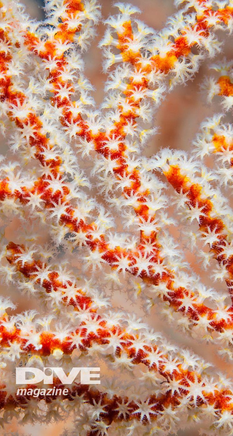744x1392 WALLPAPERS CLOSE UPS