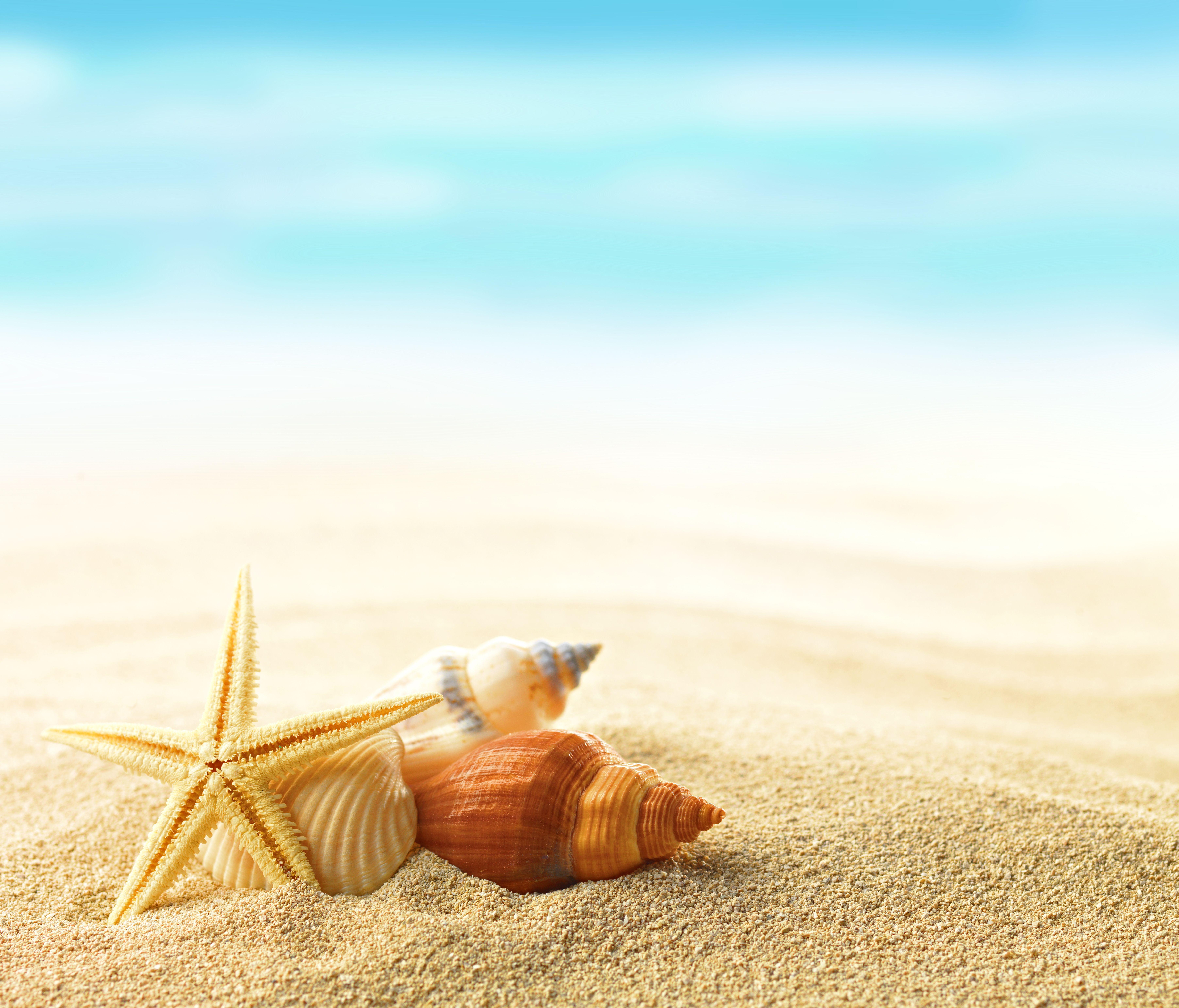7216x6174 Shell 5k Retina Ultra HD Wallpaper