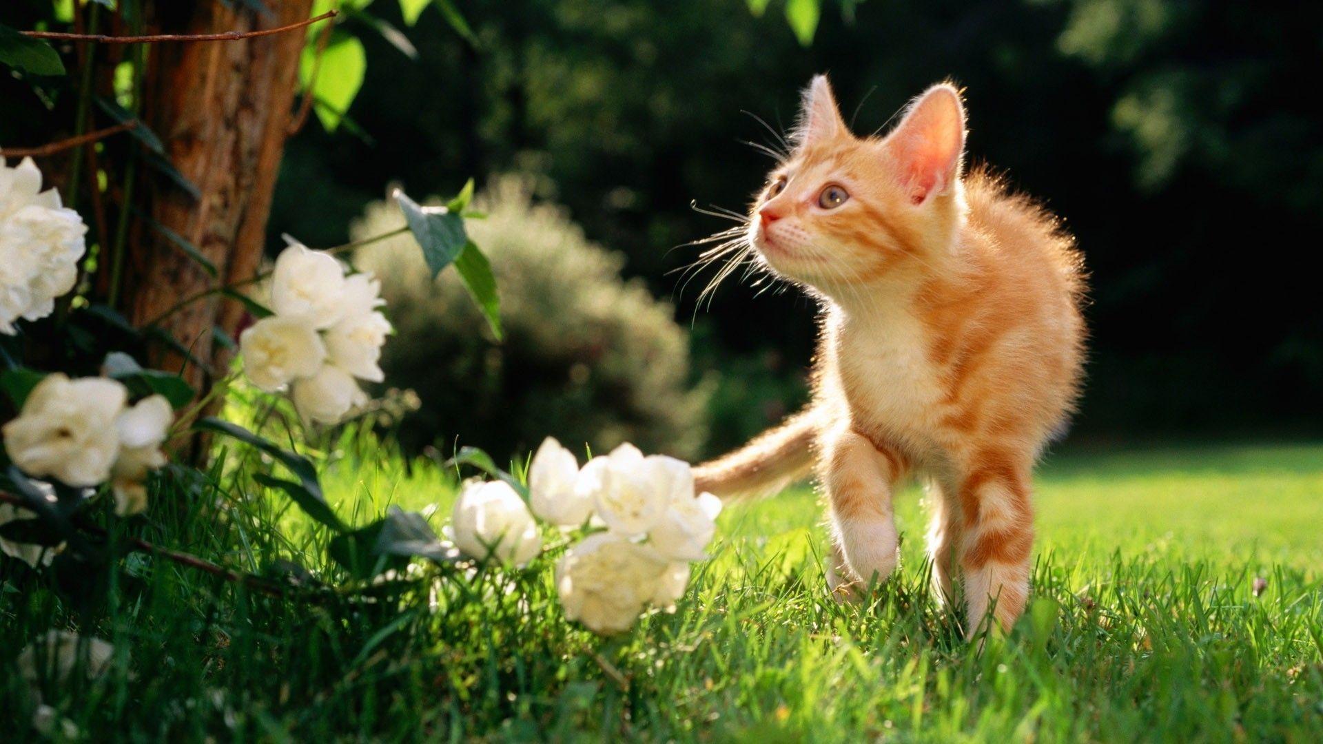 spring animals wallpapers