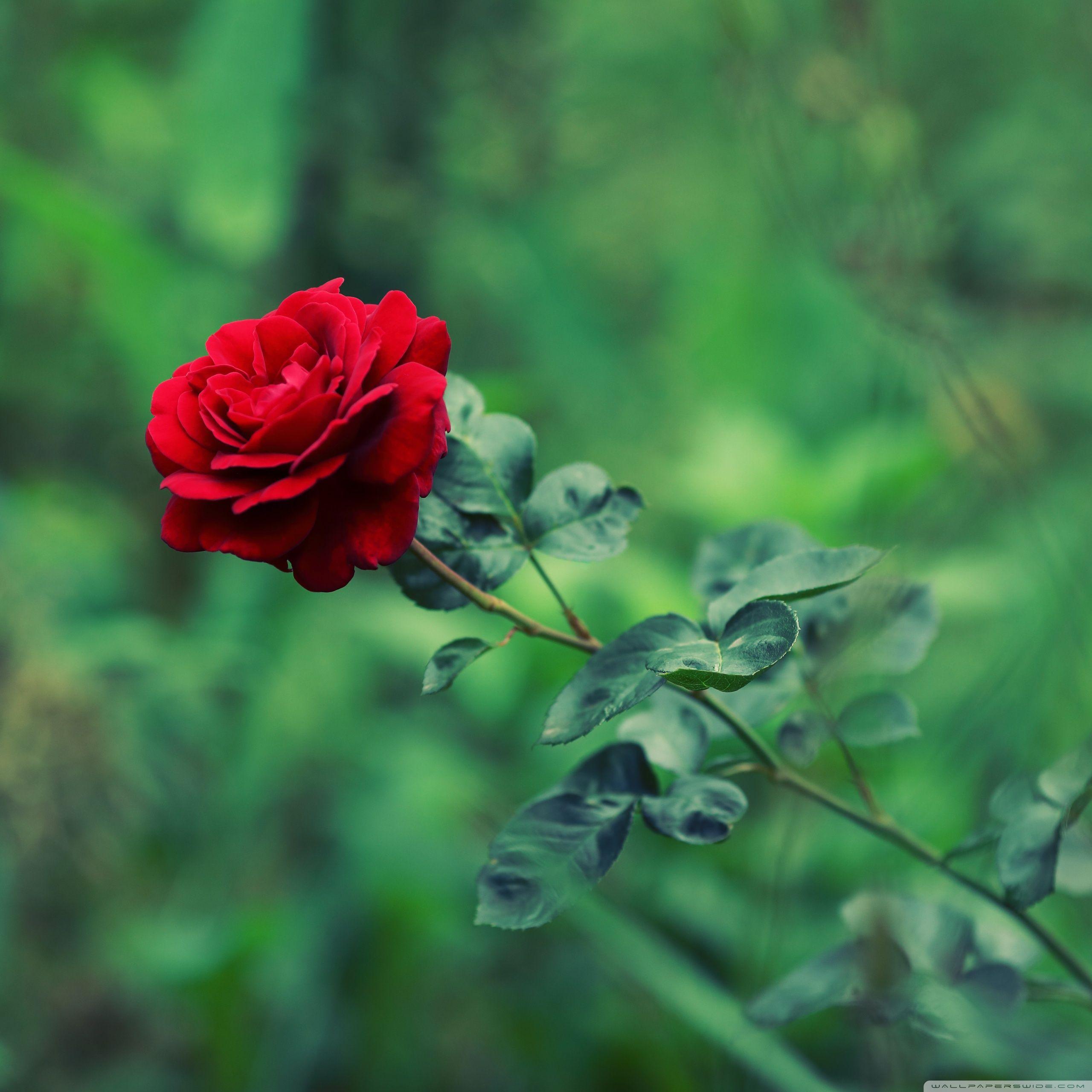 2560x2560 Green Garden Red Rose Summer Ultra HD Desktop Background Wallpaper for 4K UHD TV : Widescreen & UltraWide Desktop & Laptop : Multi Display, Dual & Triple Monitor : Tablet
