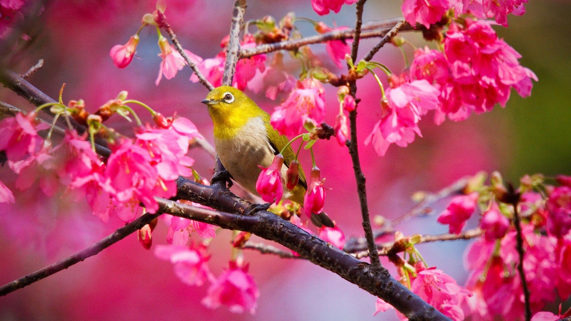 1920x1080 Best Animals Wallpaper: Spring Photo 893730 Animals