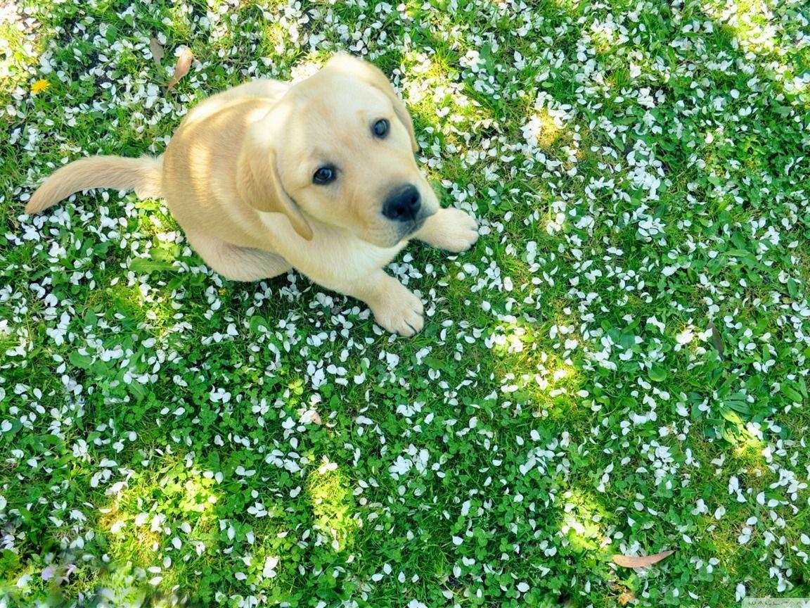 1152x864 Spring Animal Wallpaper Image #LAz. Animals. Spring