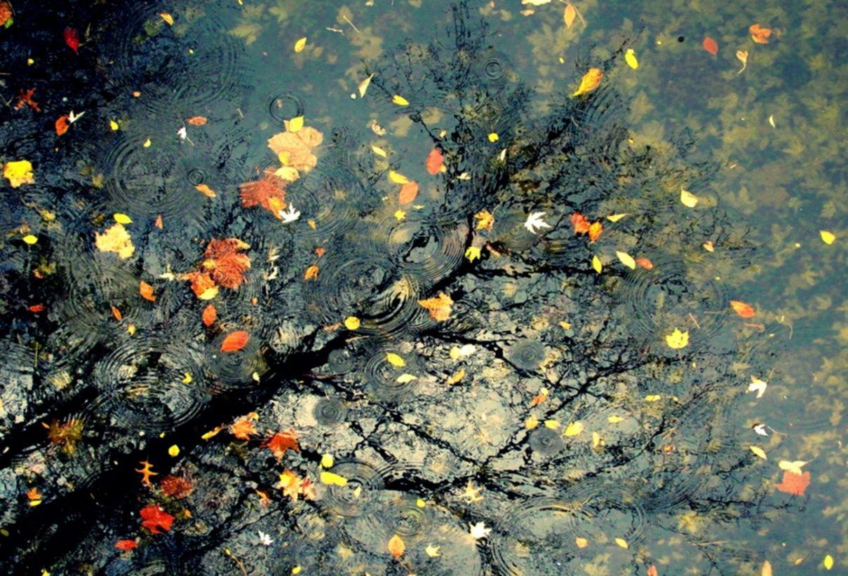 1209x822 Wallpaper Of Rain