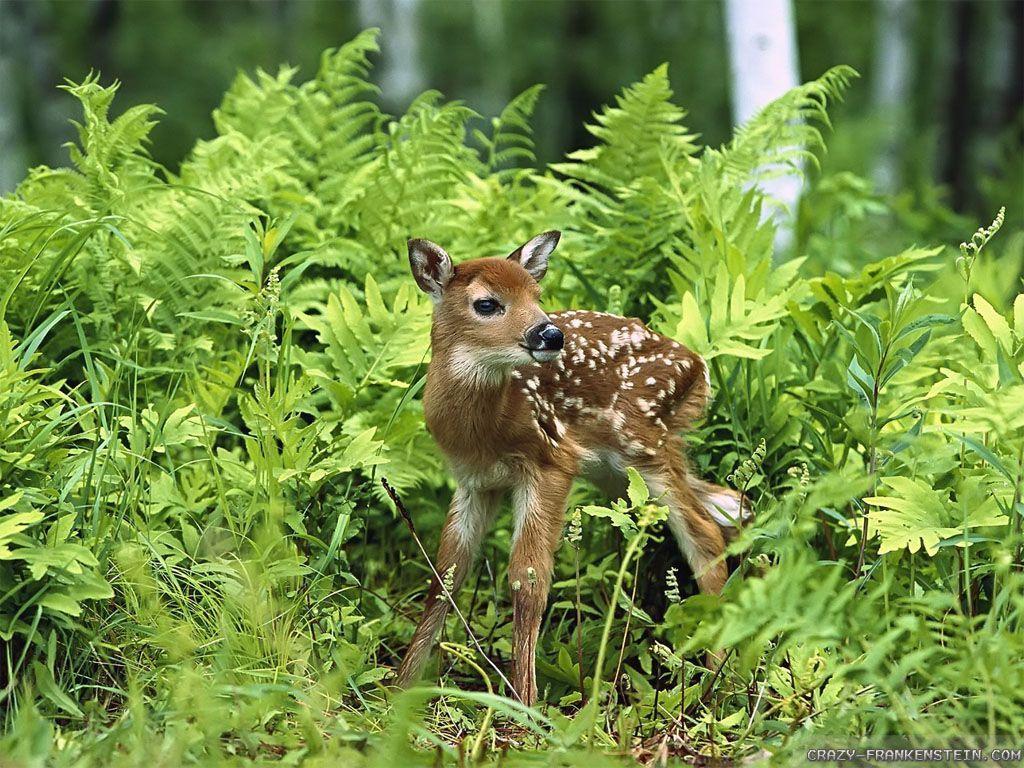 1024x768 Spring Animal Wallpaper #vfb