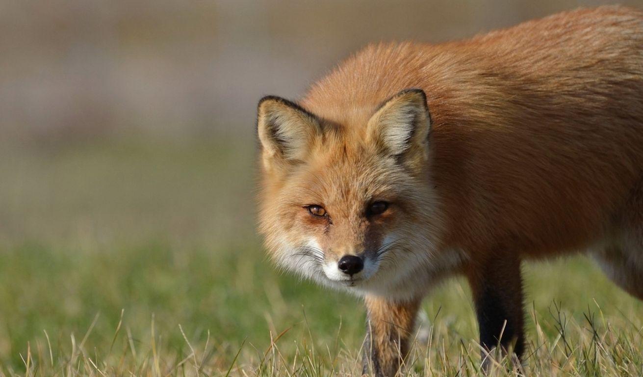 1311x768 Predators Fox Wildlife Animals Wilderness Nature Red Spring Wild HD