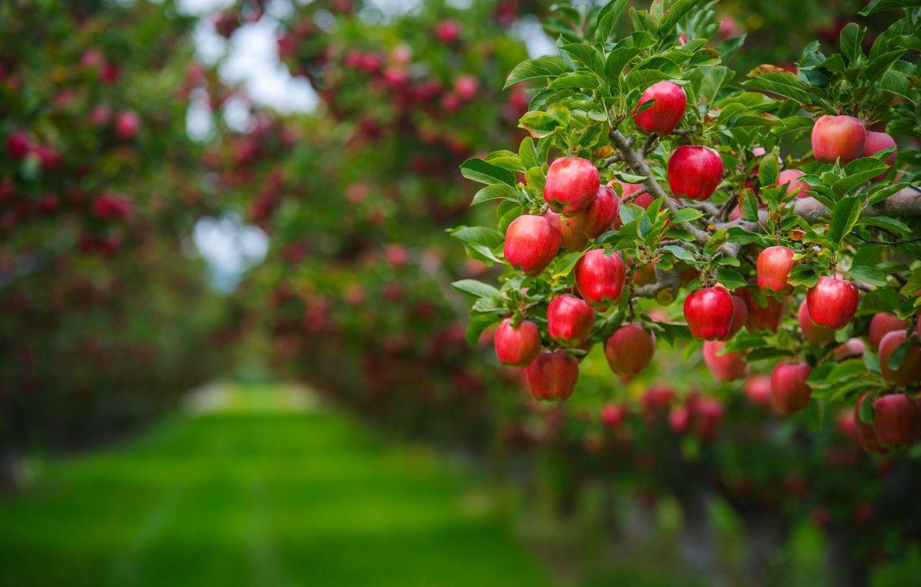 1332x850 Wallpaper summer, leaves, branches, background, tree, lawn, apples, food, beauty, garden, harvest, track, red, fruit, green background, juicy image for desktop, section еда