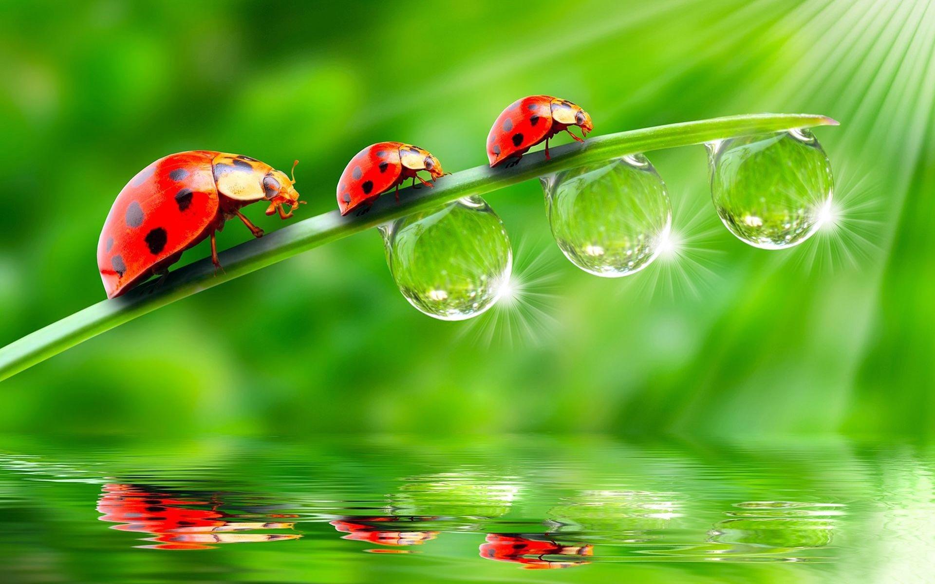 1920x1200 HD Animal Wallpaper