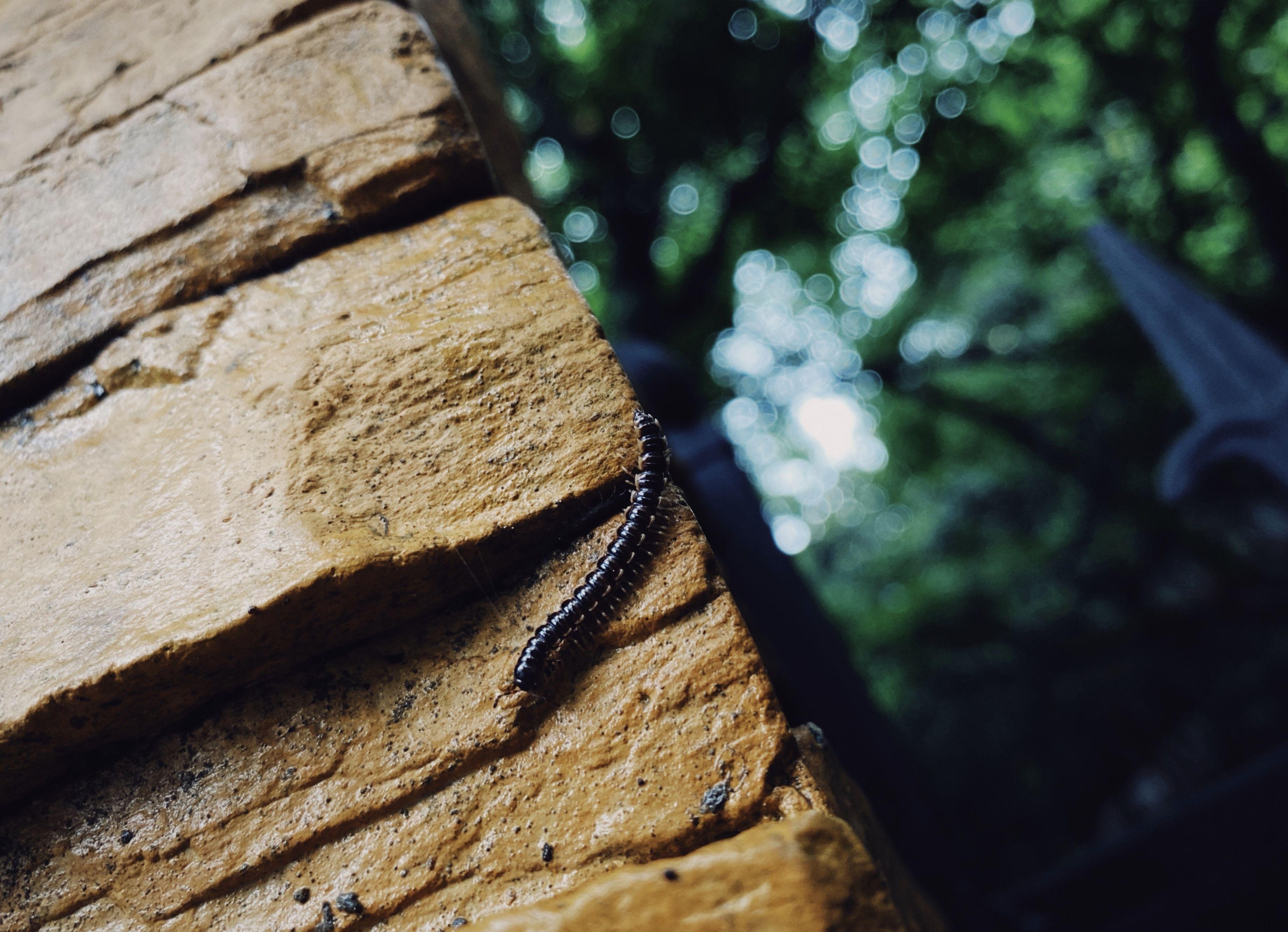 3681x2665 Insect Millipede Nature Wall Garden Green Wallpaper:3681x2665