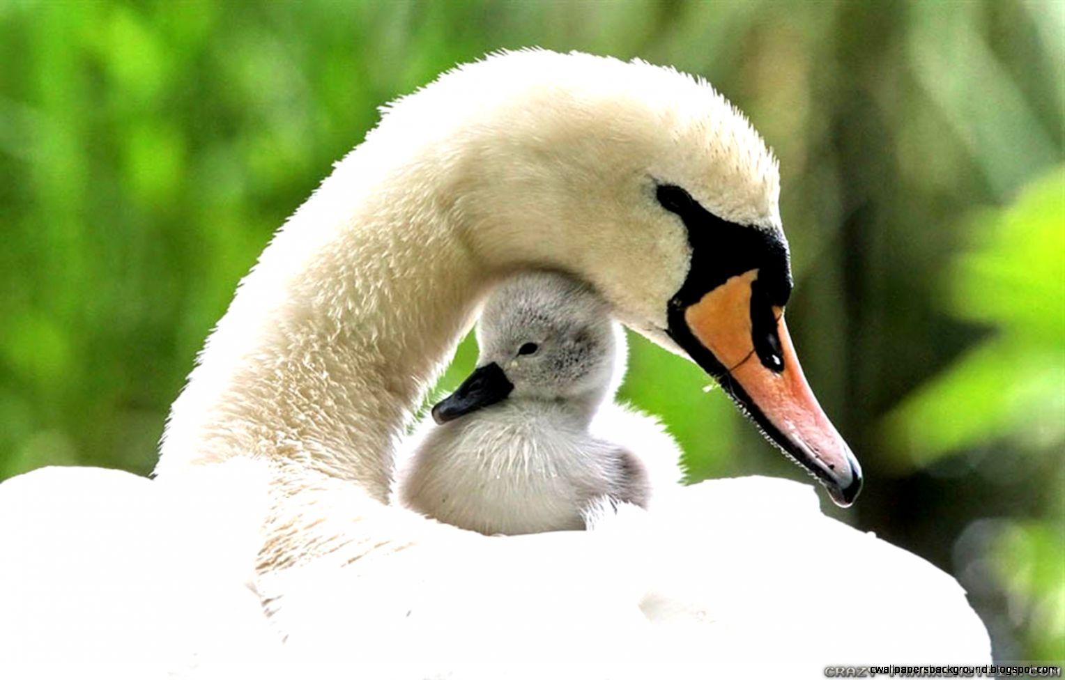 1528x976 Spring Animal Wallpaper
