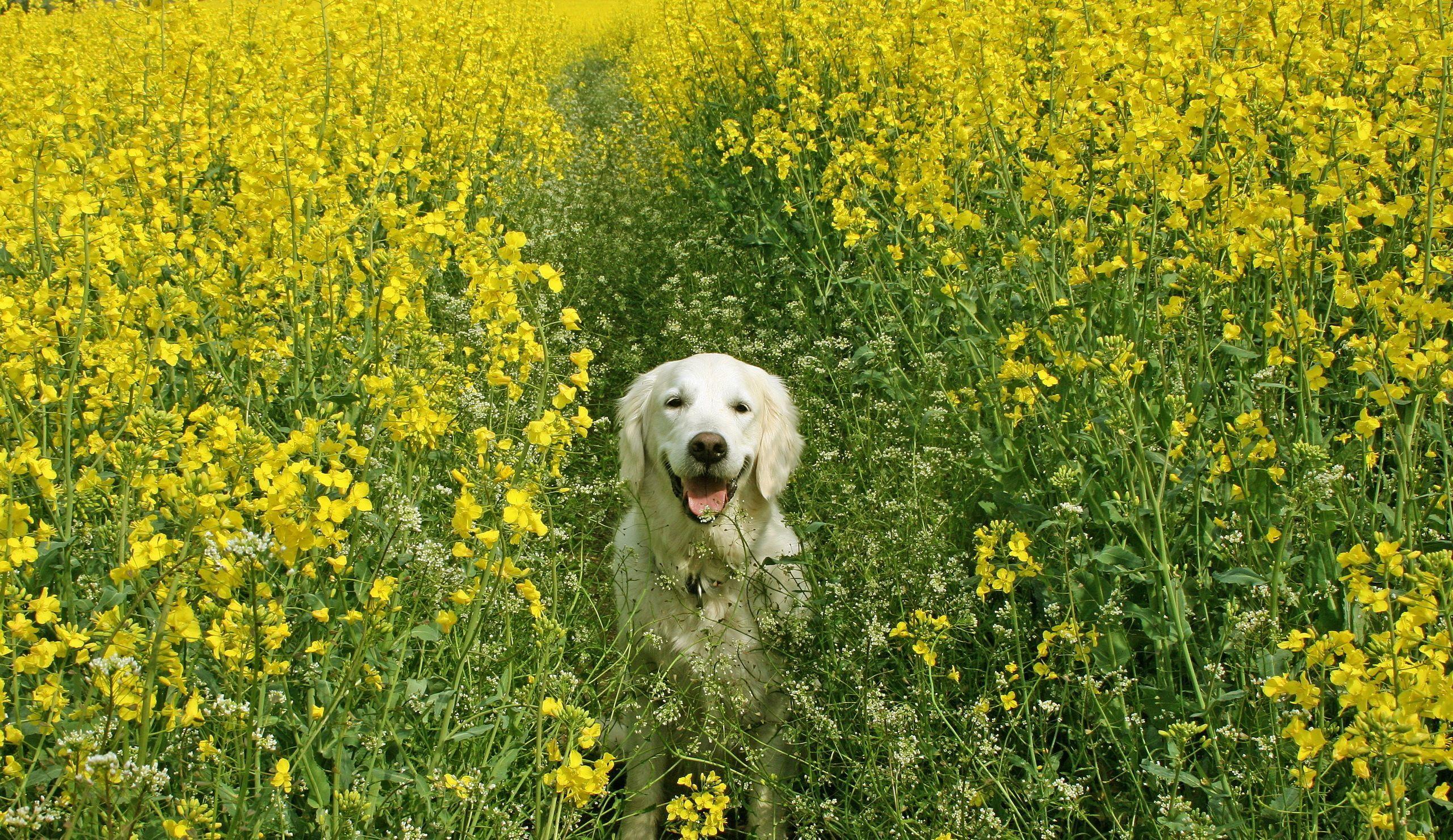 2560x1480 Spring Dog Wallpaper Wallpaper and Background