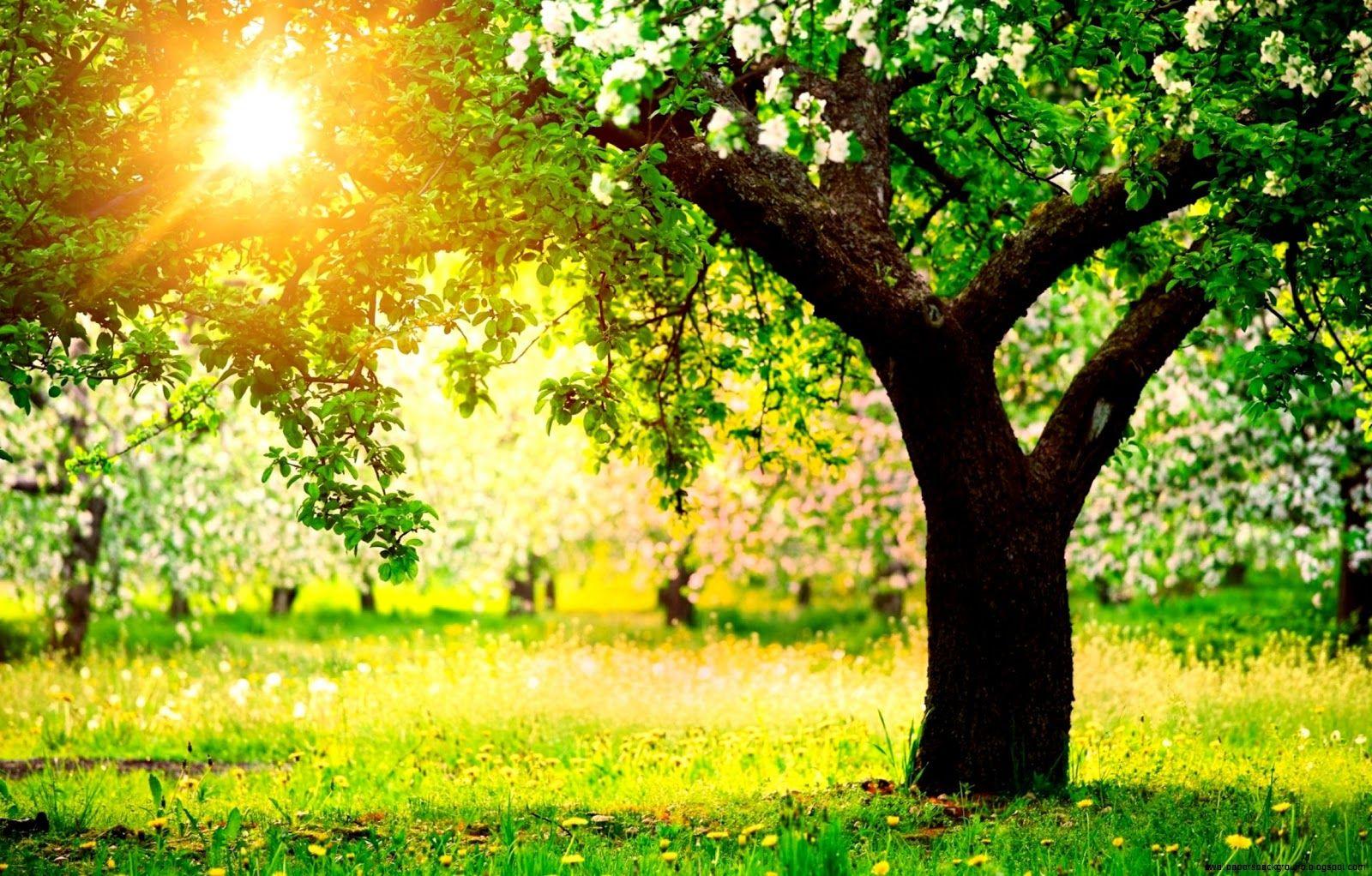 1600x1022 Springtime Animals Wallpaper