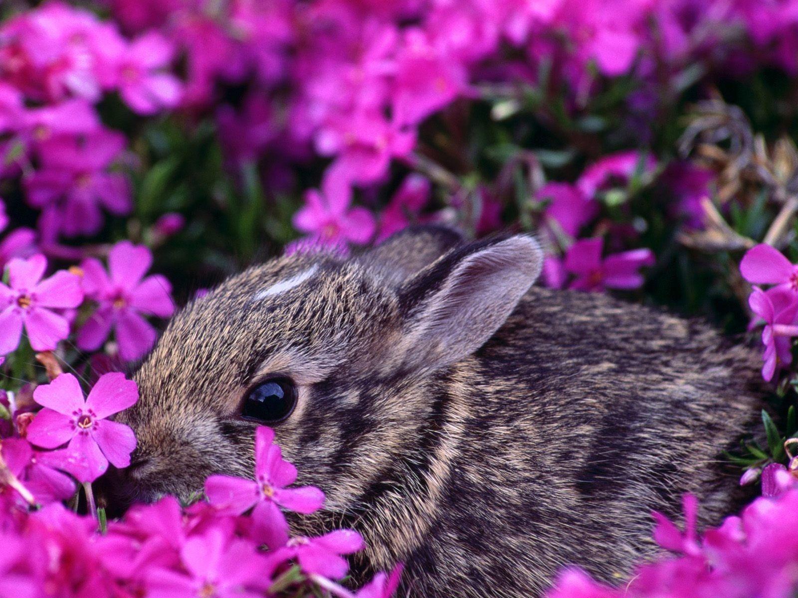 1600x1200 Other Rabbit Flowers Easter Baby Bunny Cottontail Spring Beautiful