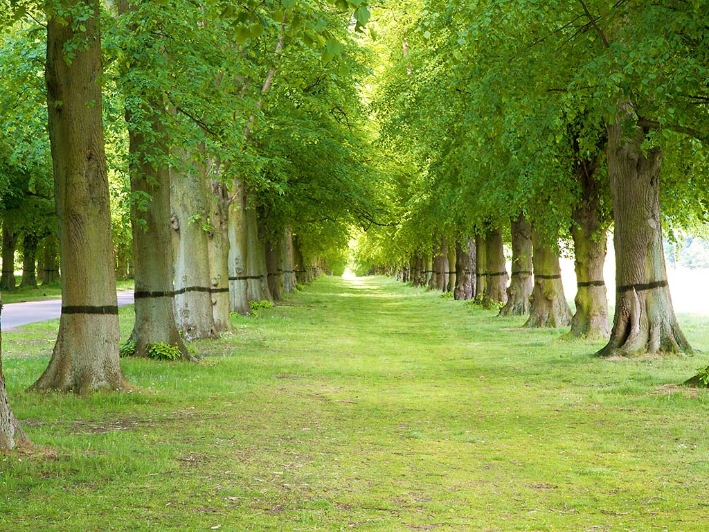 1024x768 Background Garden