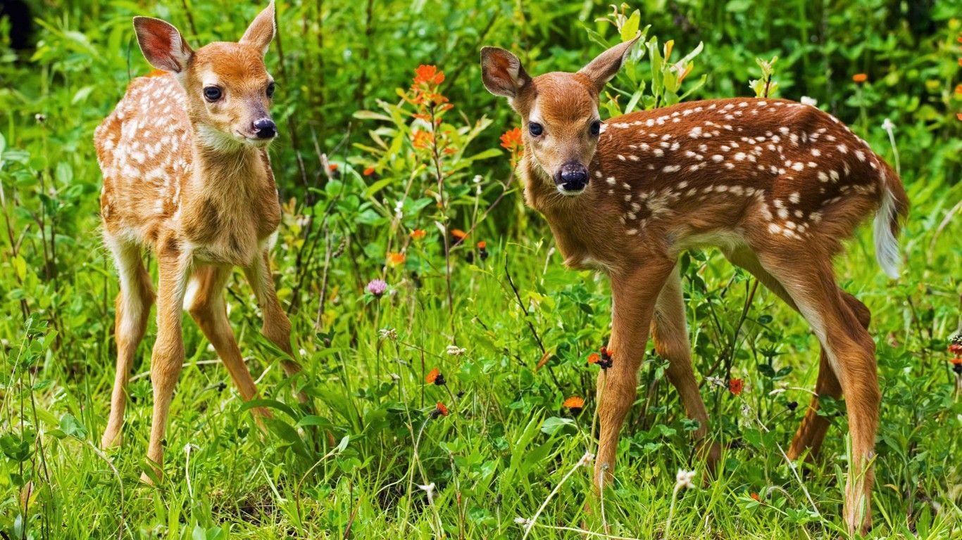 1366x768 Two Small Deer Grass Nature Wallpaper HD :