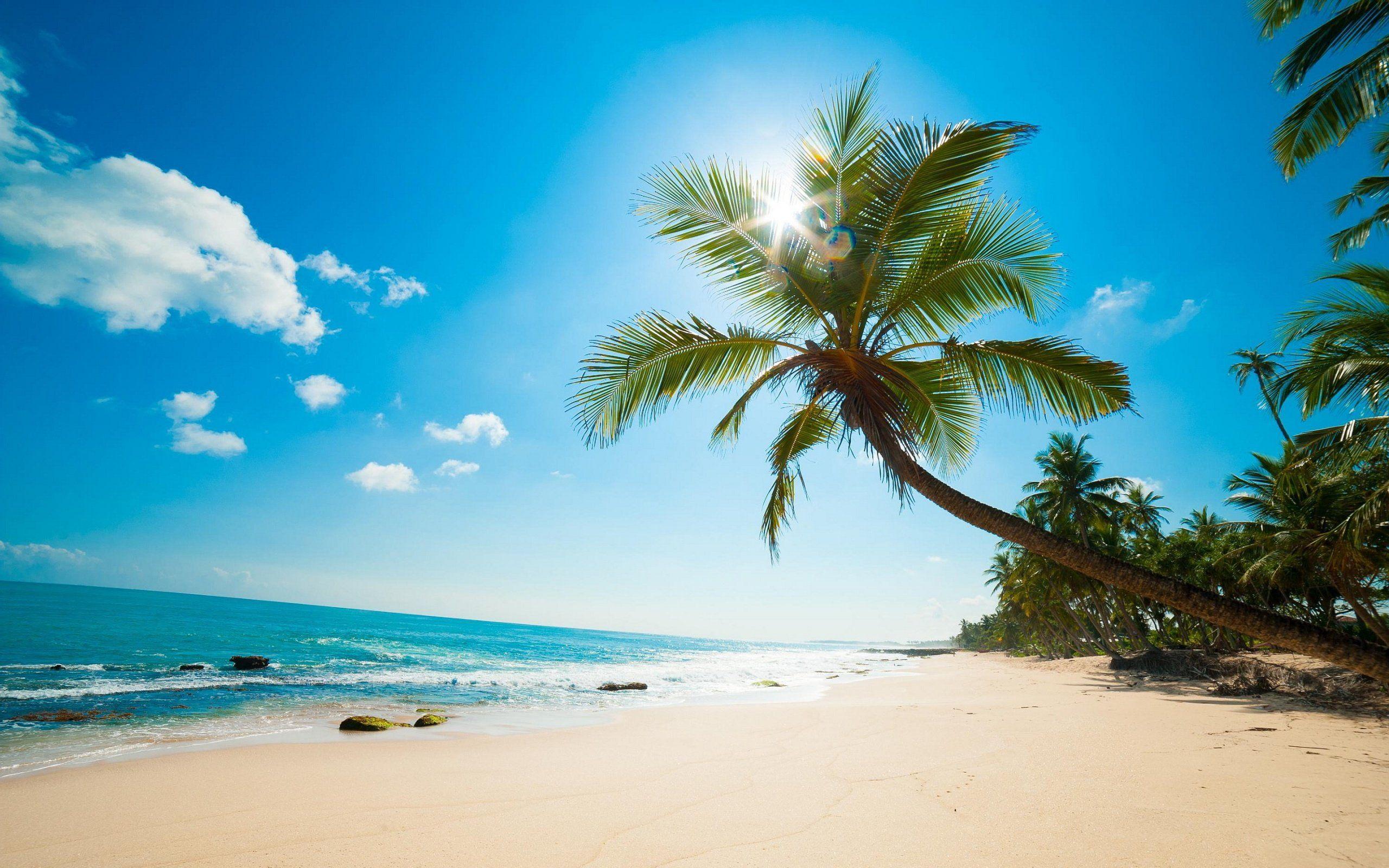 2560x1600 Tropical Beach And Palms Wallpaperx1600