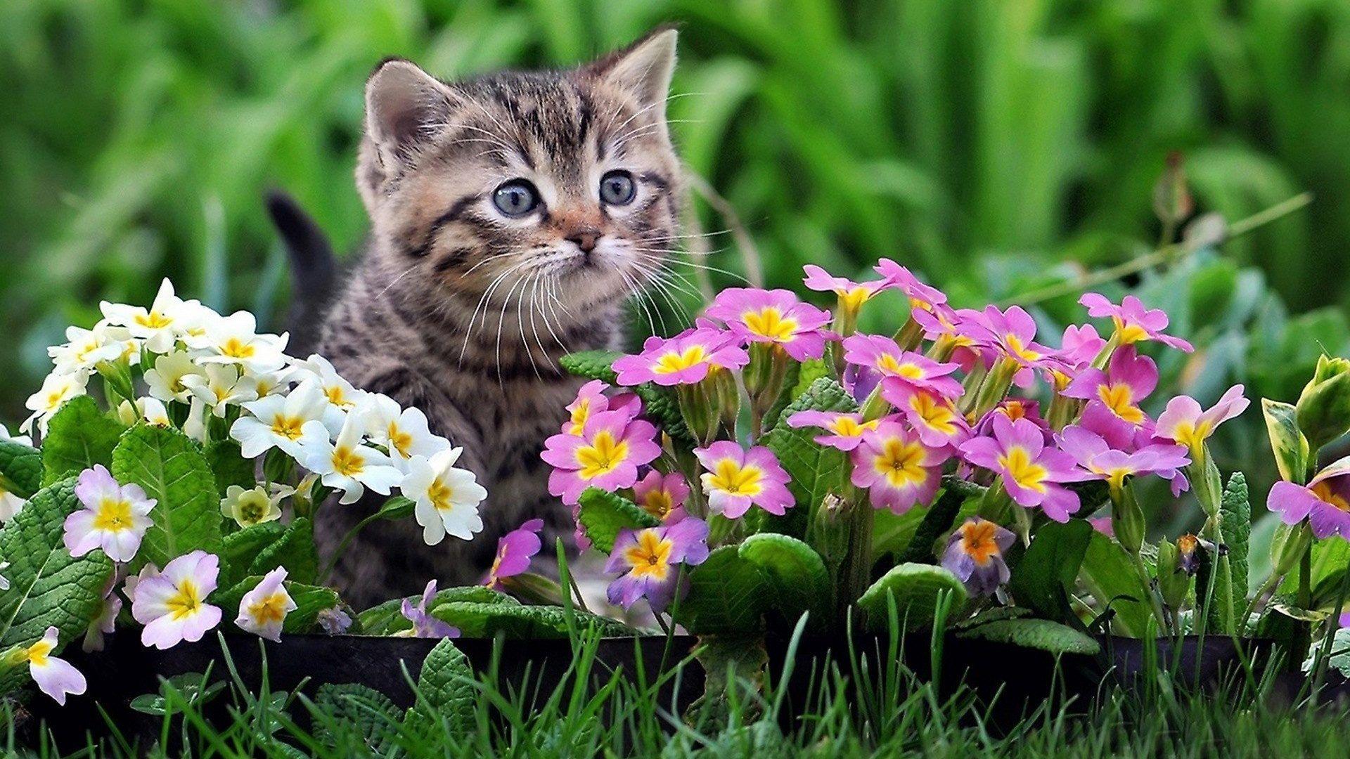 Spring Animals Wallpapers - Top Free Spring Animals Backgrounds