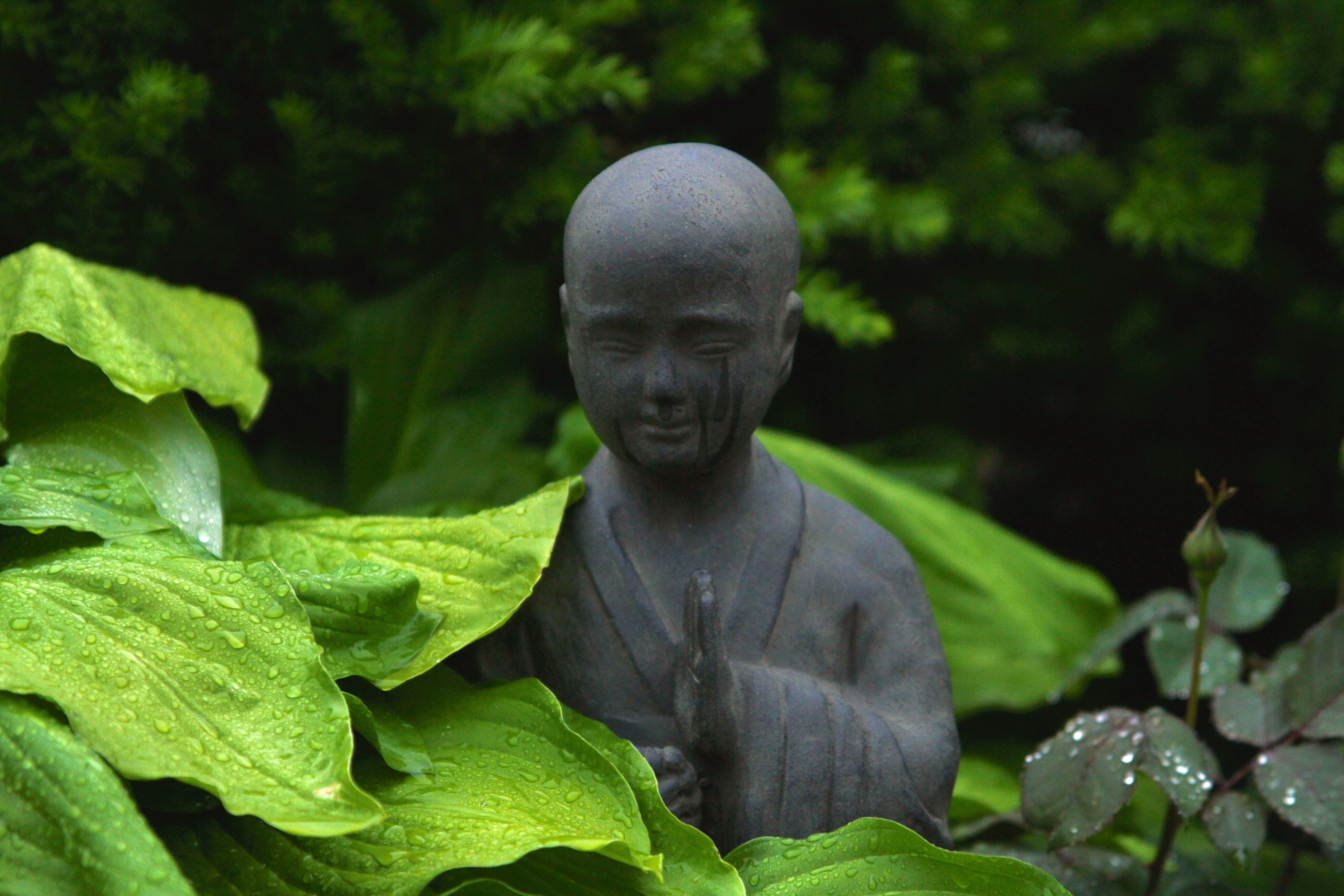 5184x3456 5184x3456 #flower, #crying statue, #plant, #buddah statue, #garden statue, #nature, #monument, #leaf, #prayer, #statue, #buddha, #garden, #cry, #leafe, #religion, #pray, #Free image, #religious, #buddhism, #praying, #crying. Mocah.org HD