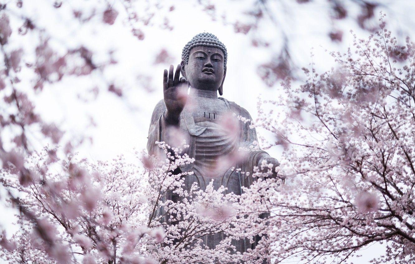 1332x850 Wallpaper trees, city, the city, Japan, garden, Sakura, statue, Japan, flowering, statue, Ibaraki Prefecture, Amitabha Buddha, Ibaraki Prefecture, Buddha Amitabha, Ushiku, Barb image for desktop, section природа