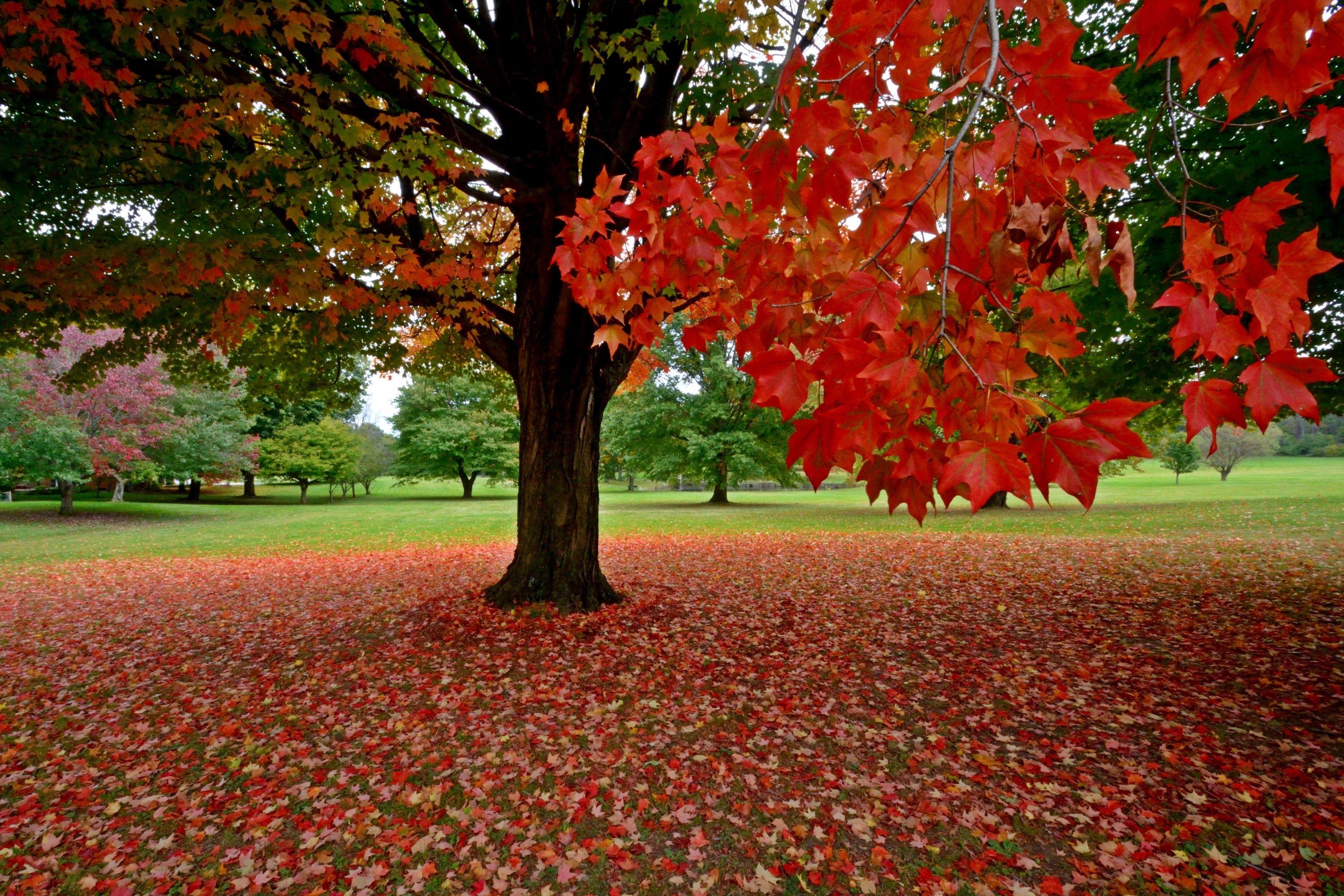 beautiful fall scenery wallpaper beautiful fall scenery wallpaper