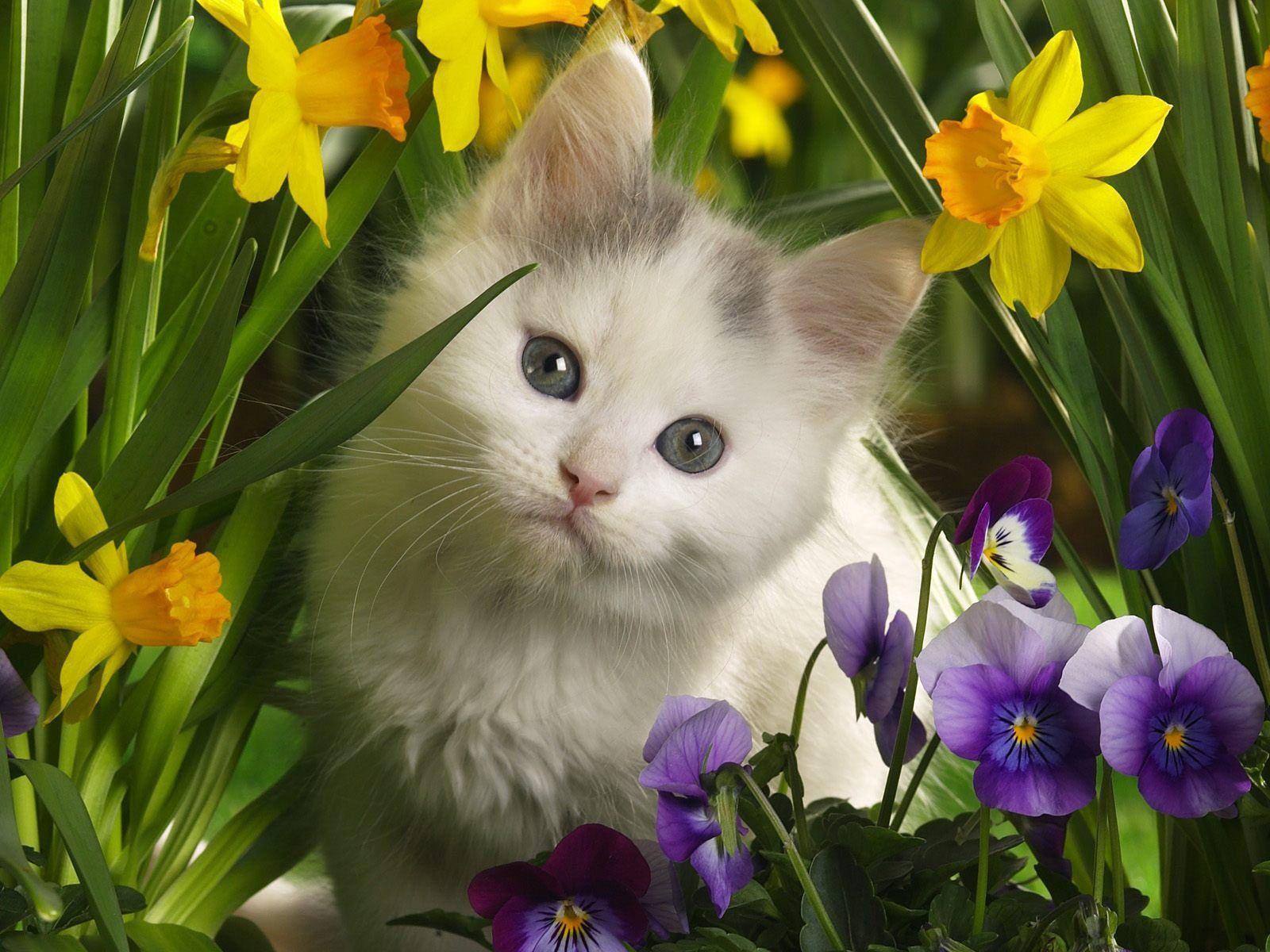 1600x1200 Pet Animals Wallpaper, HD Image Pet Animals Collection, W.Web