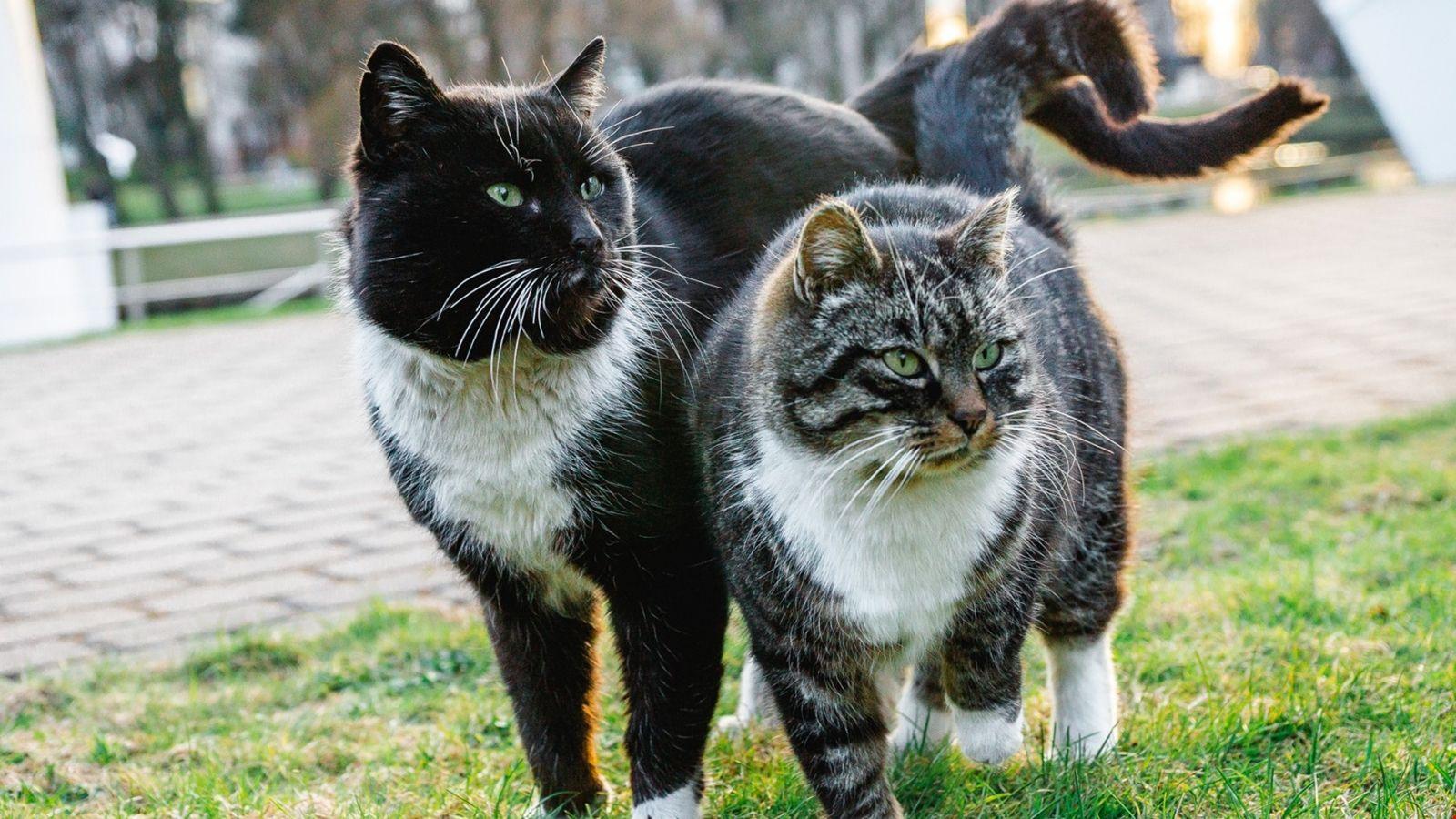 1600x900 1k cats, couple, spring Background. HD Wallpaper 5k
