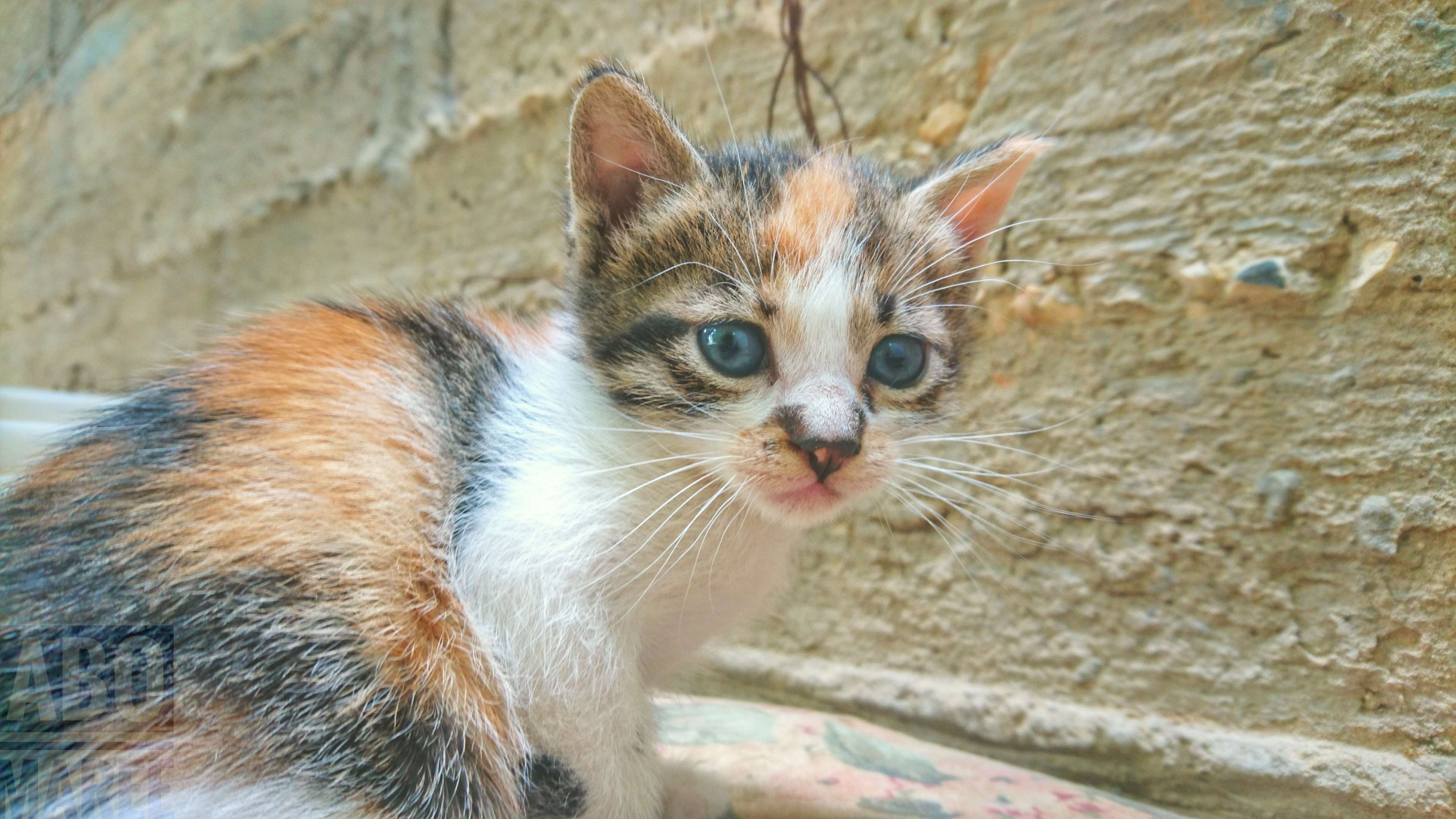 3840x2160 cat cute baby sweet omg spring animal wow, amazing, baby, cat, cute