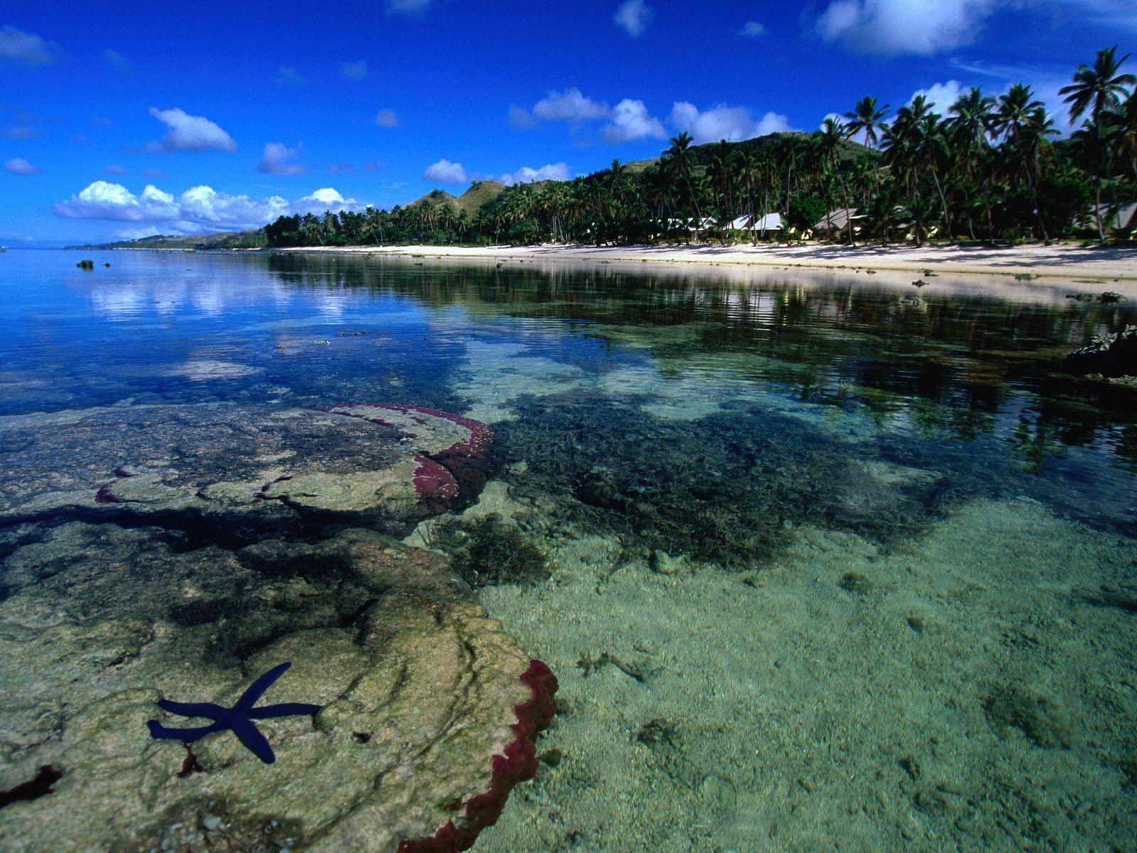 1600x1200 Starfish Along the Coral Coast of Viti Levu Fiji picture, Starfish Along the Coral Coast of Viti Levu Fiji photo, Starfish Along the Coral Coast of Viti Levu Fiji wallpaper