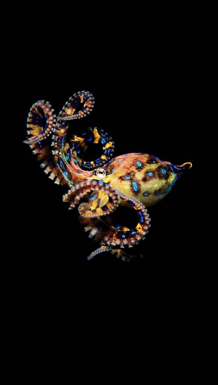 726x1280 octopus wallpaper