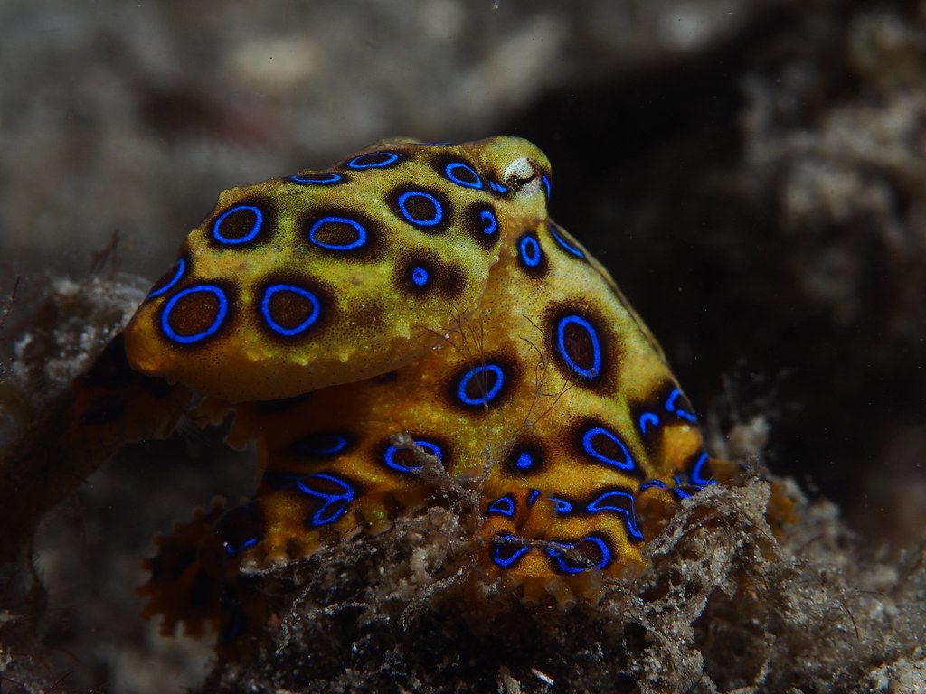 1024x768 Greater Blue Ringed Octopus (Hapalochlaena Lunulata)