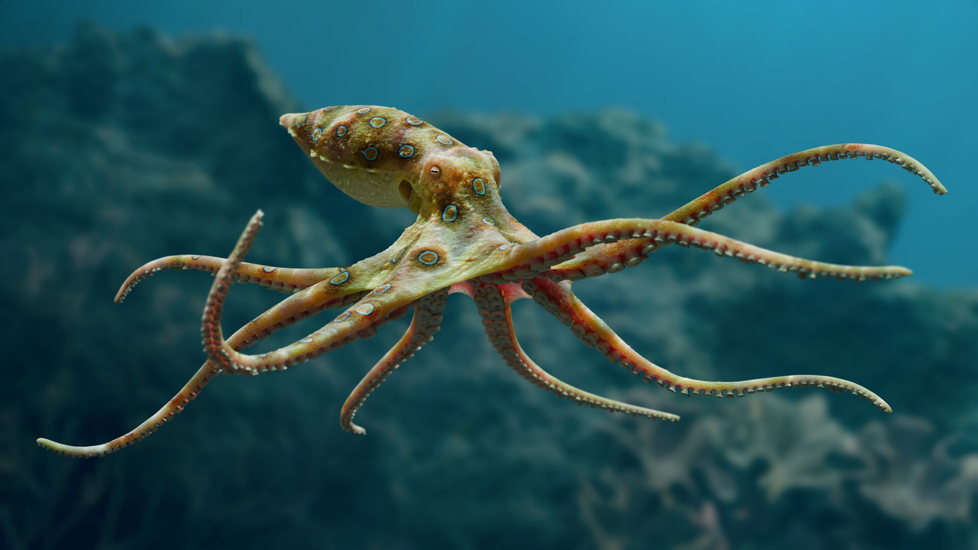 1920x1080 Blue Ringed Octopus