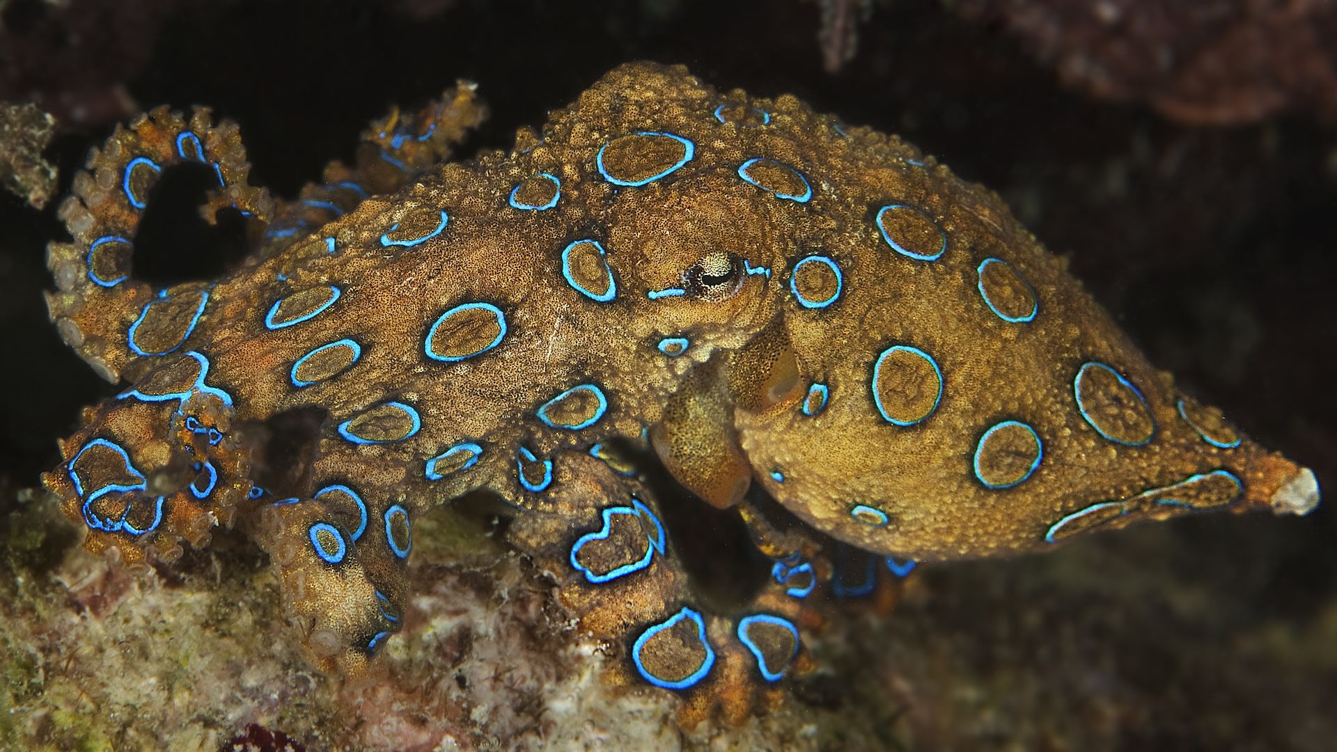 1920x1080 Why Is The Blue Ringed Octopus So Deadly?
