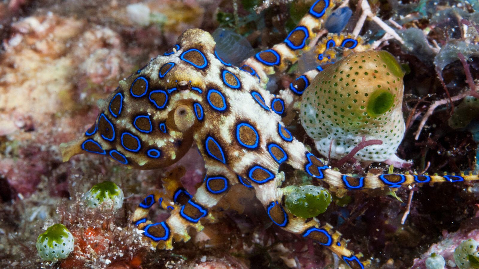 1600x900 Blue Ringed Octopus Guide For Scuba Divers And Photographers